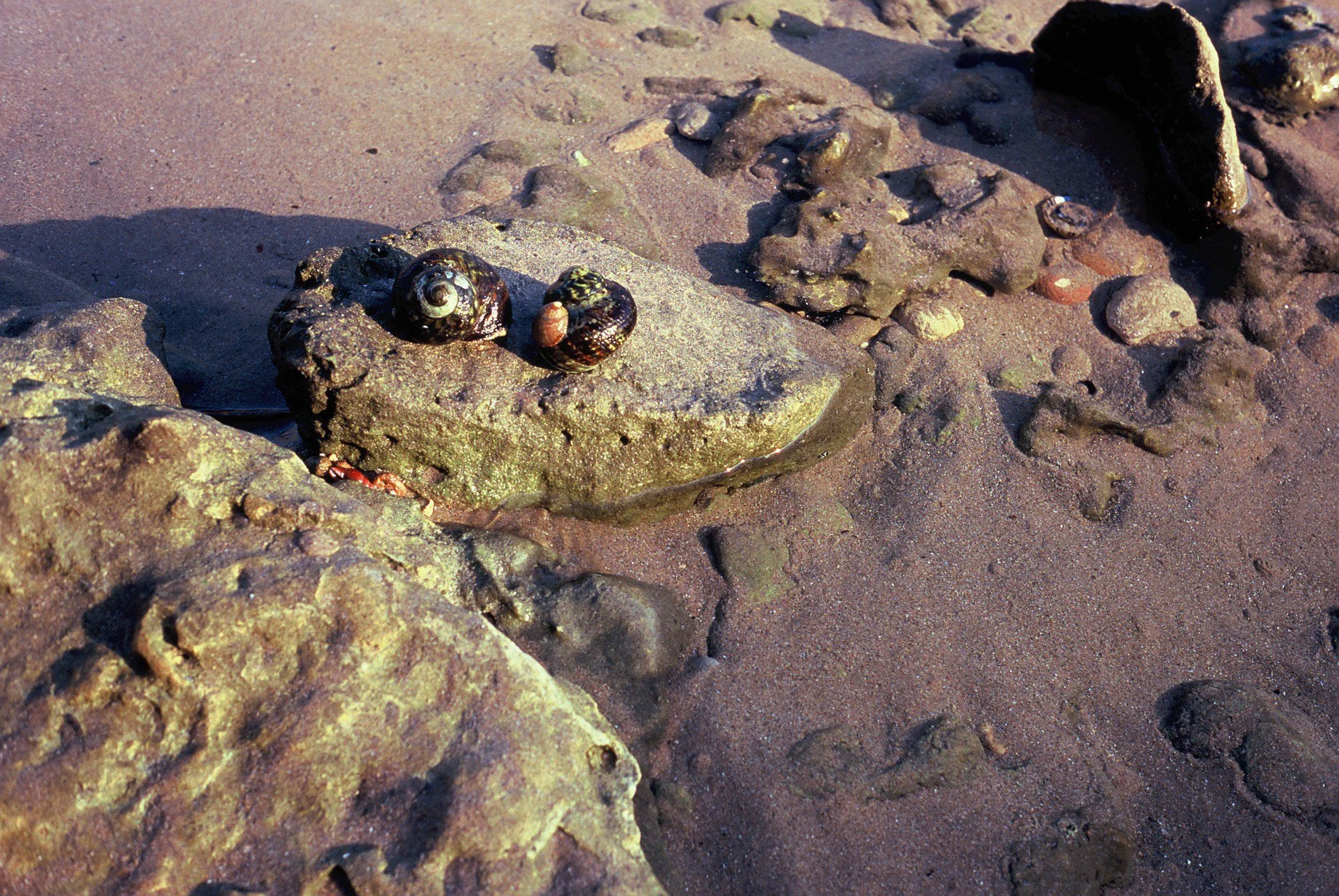 LEICA minilux-40.jpg