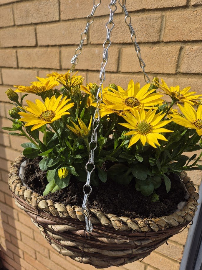 A hanging basket filled with yellow flowers and green foliage against a brick wall.