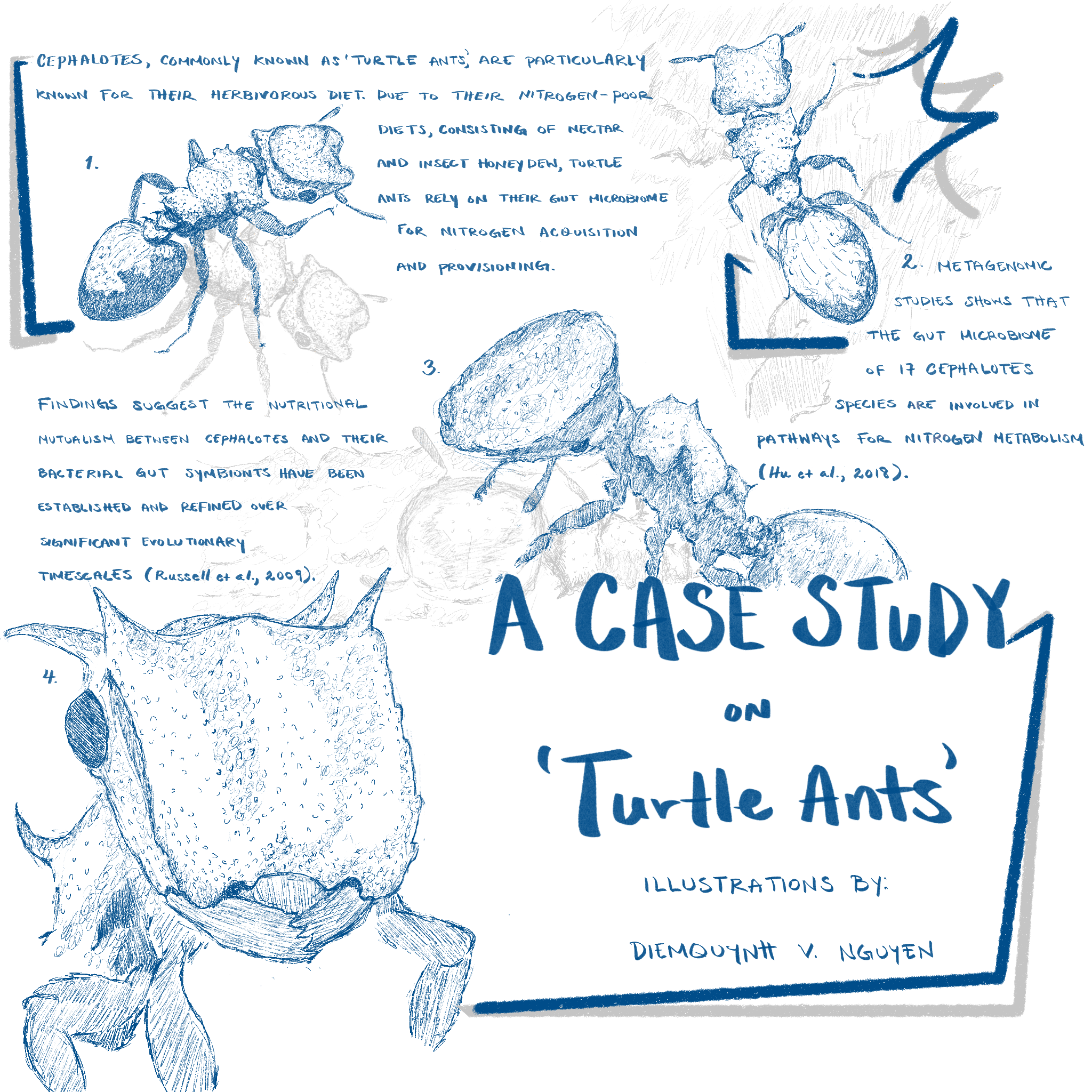 No. 02 'Cephalotes, Turtle Ants'