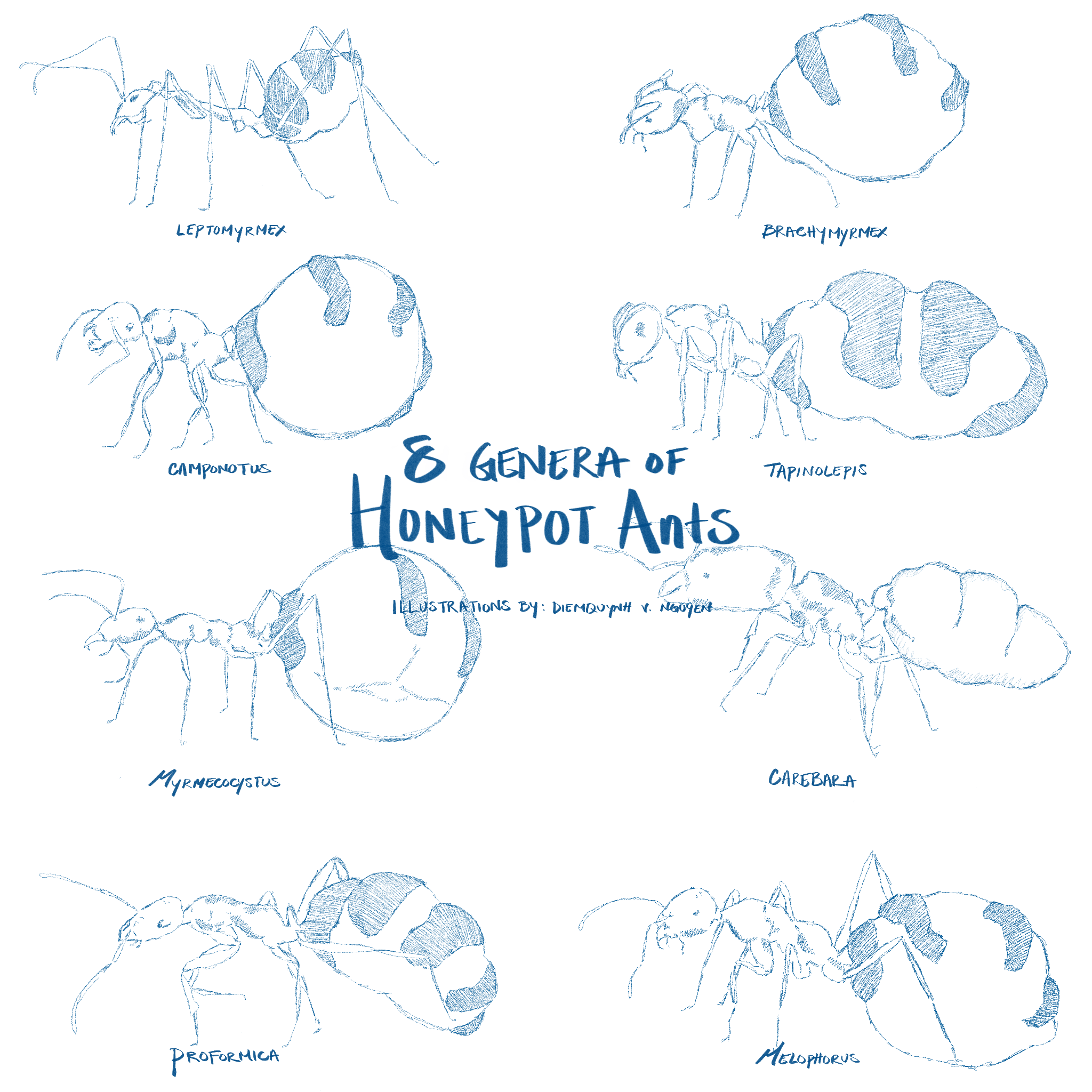 No. 06 'Eight Genera of Honeypot Ants'
