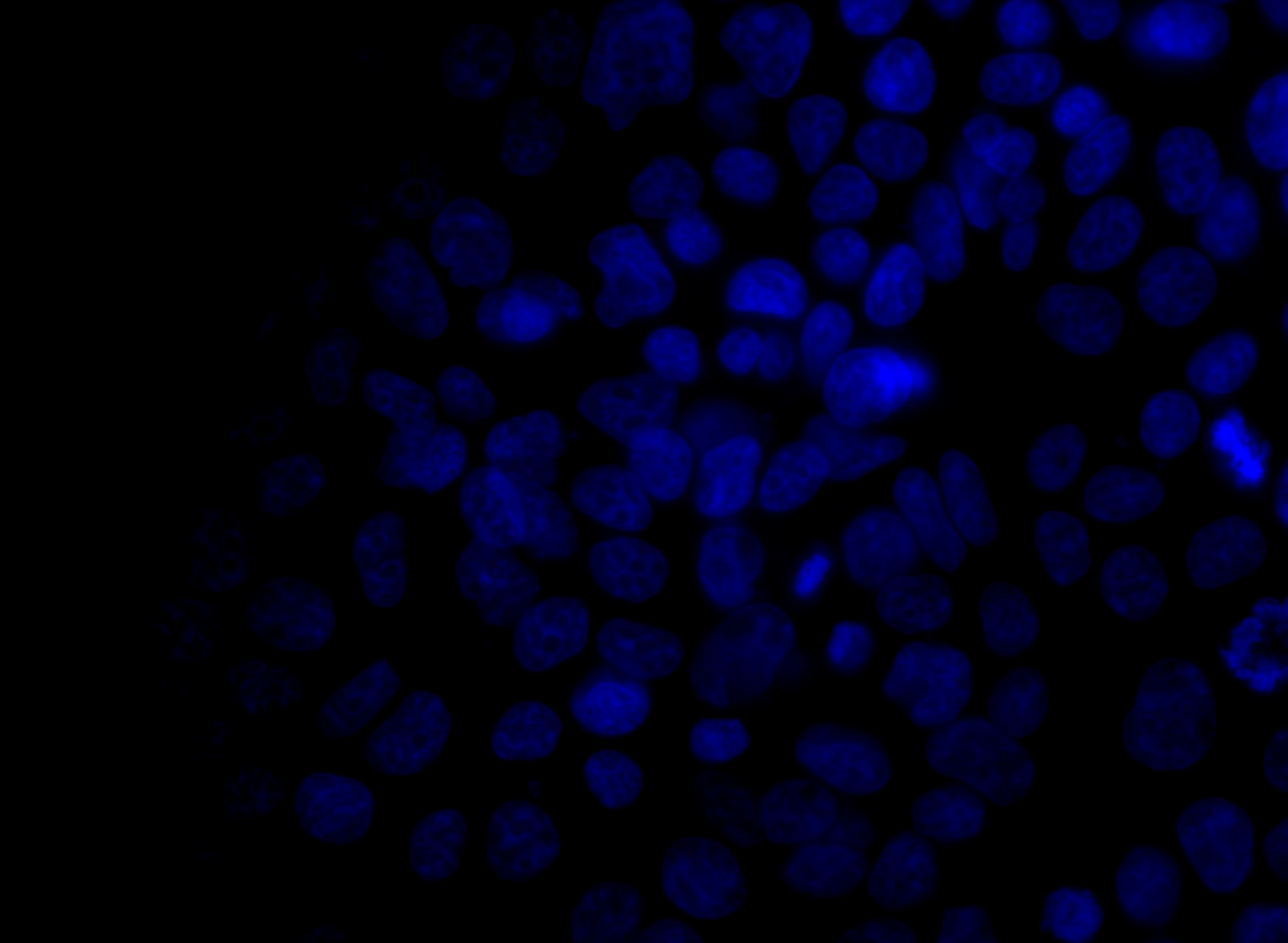 Microscopy & Imaging
