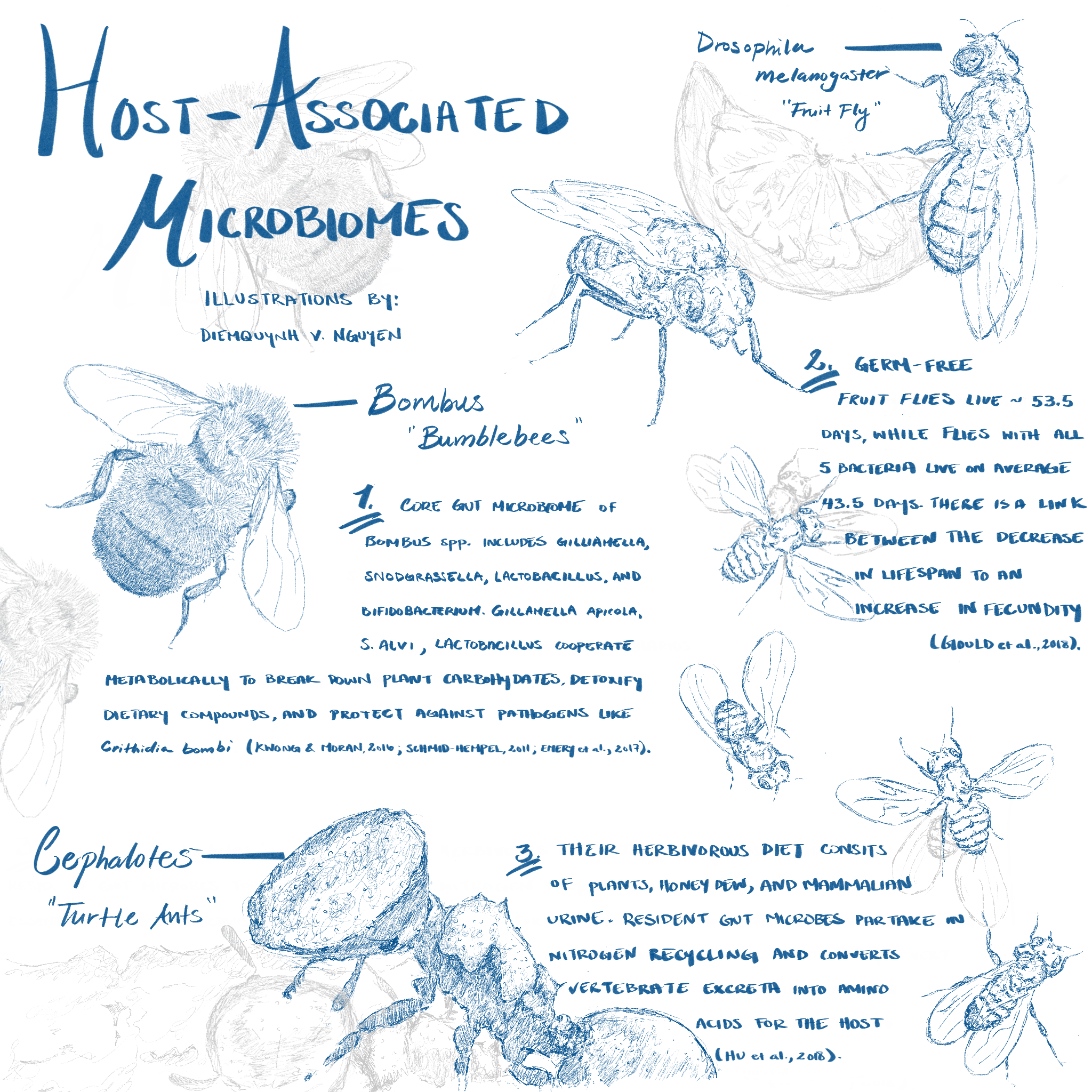 No. 05 'Host-Associated Microbiomes'
