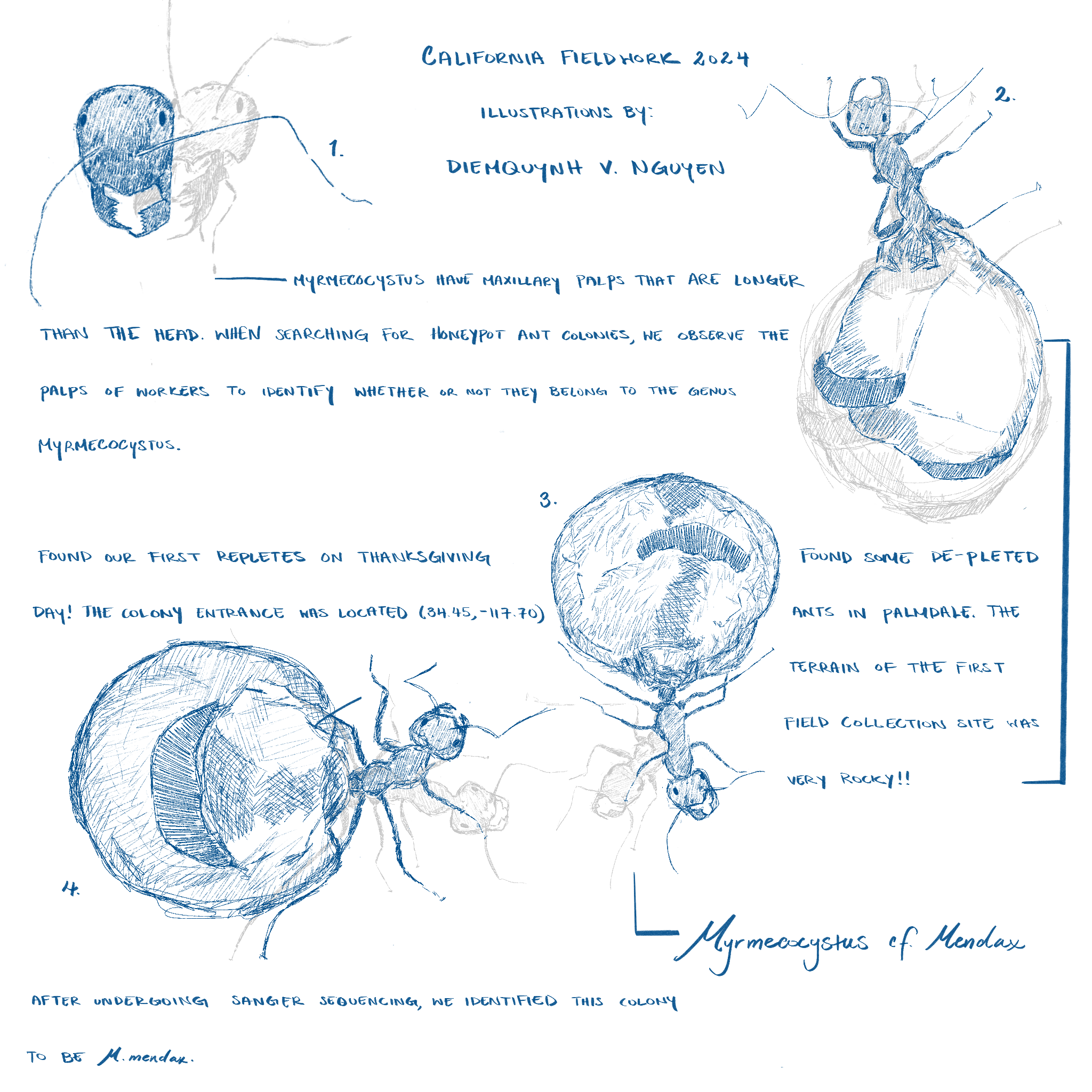 No. 01 'Myrmecocystus Fieldwork'
