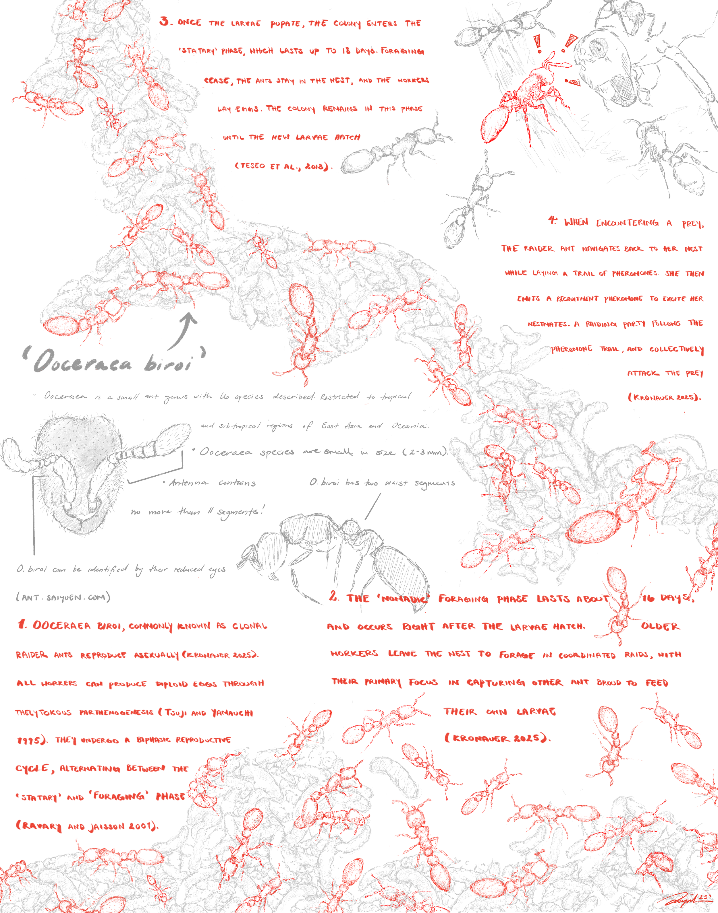 No. 04 'Clonal Raider Ants'