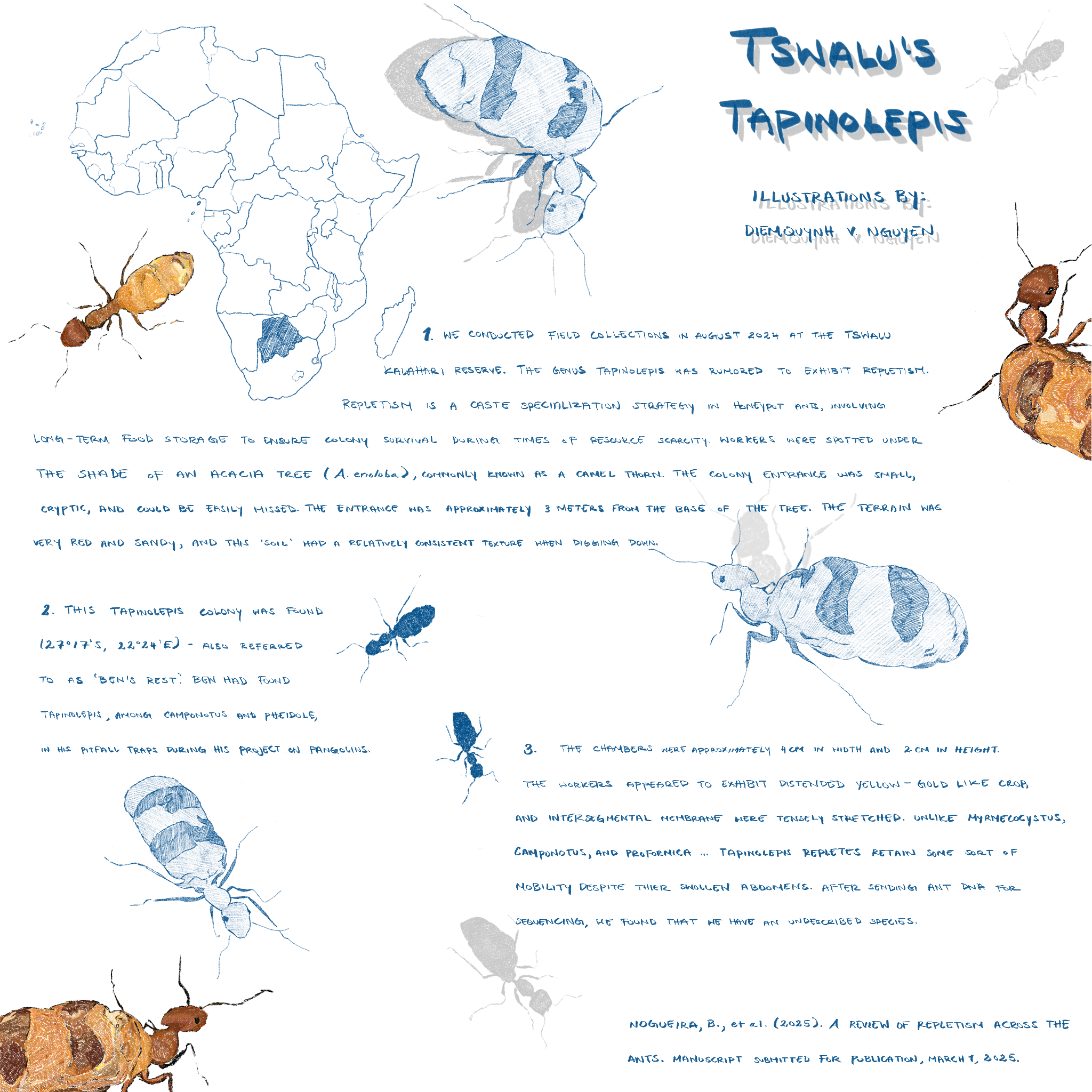 No. 03 'Tswalu's Tapinolepis'