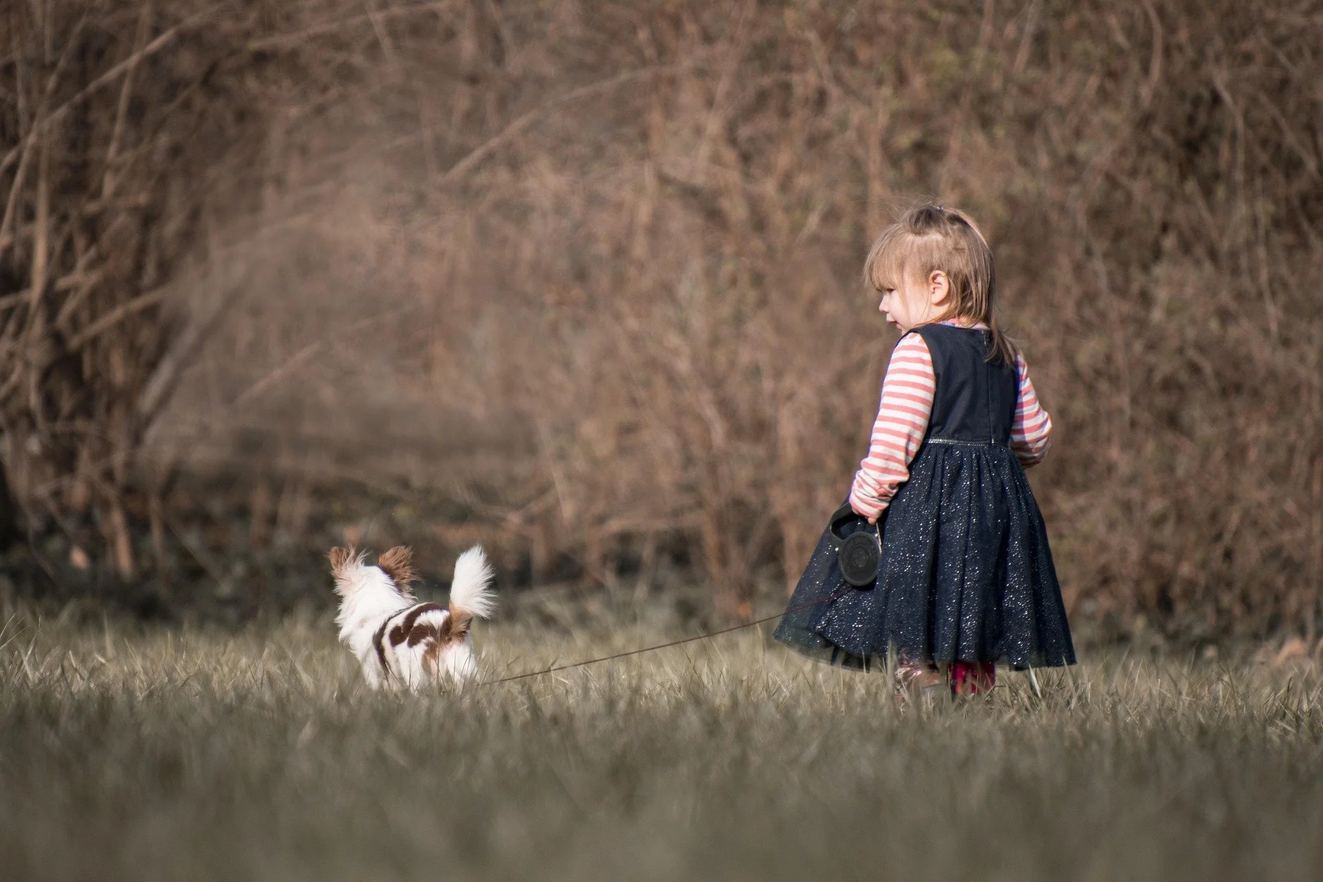 A young girl with light brown hair in a half-up style standing on grass, holding a leash attached to a small black and white dog, with a background of brown leafless bushes.