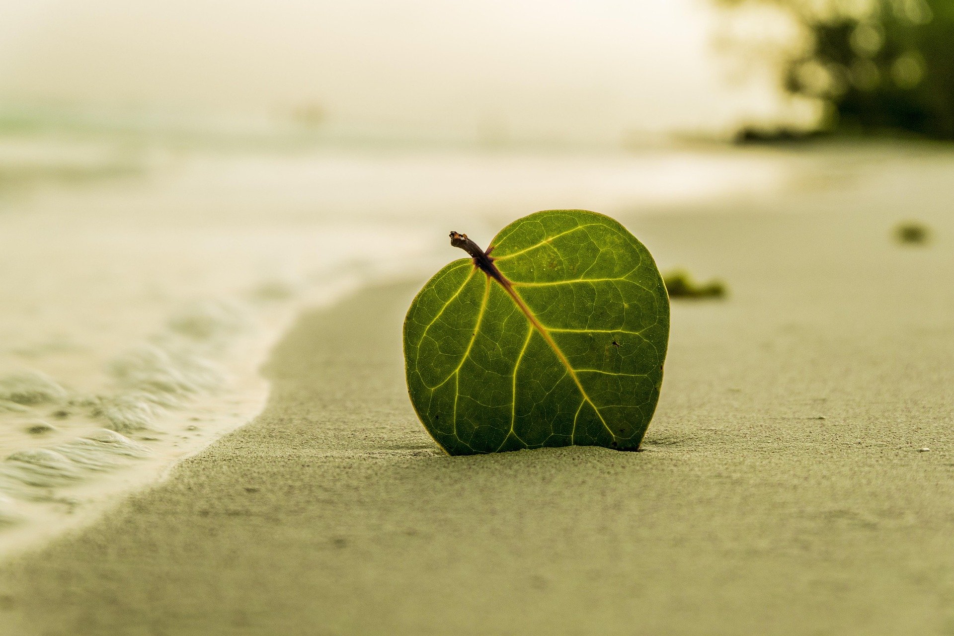 A single large green leaf on sandy beach with gentle waves in the background.