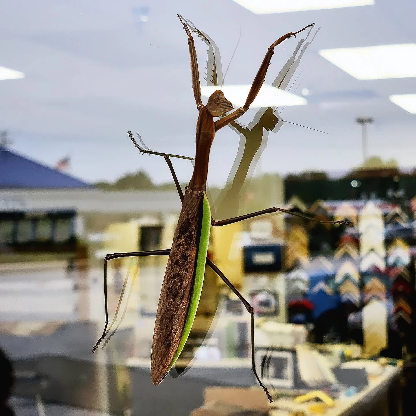 Had a visitor bring good luck to the shop the other day 🙏