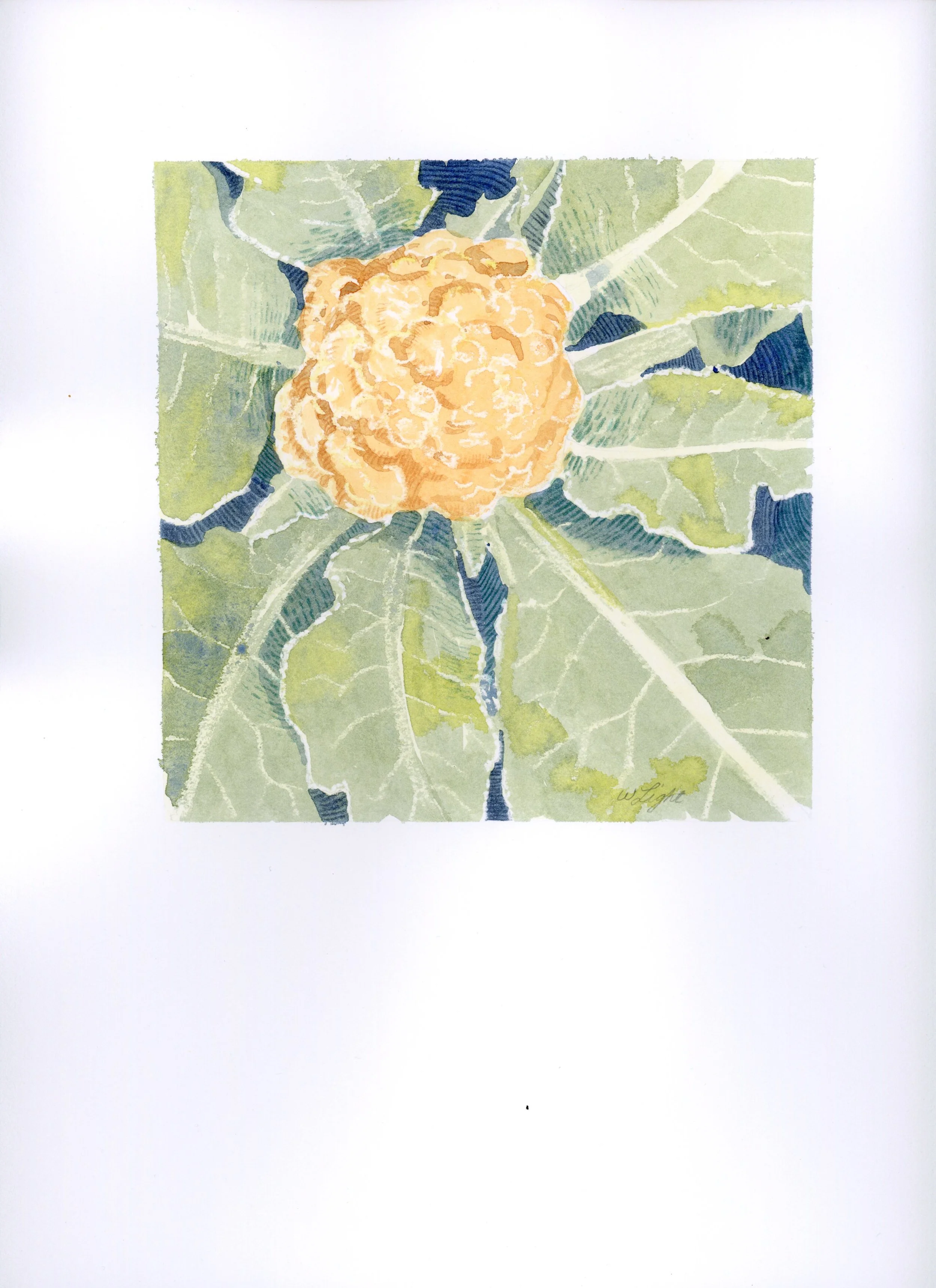 cauliflower_6x6_paper.jpg