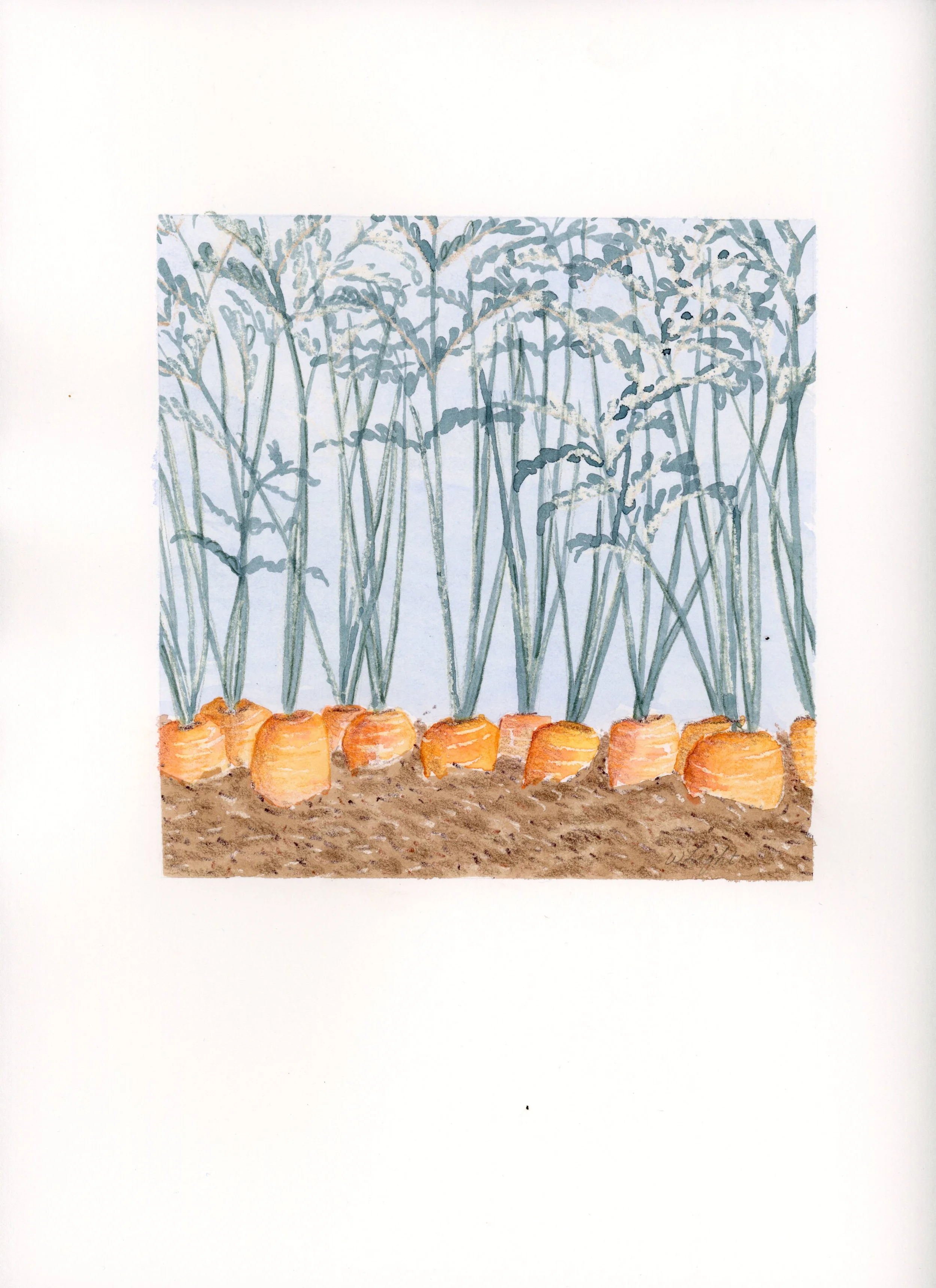 carrots_6x6_paper.jpg