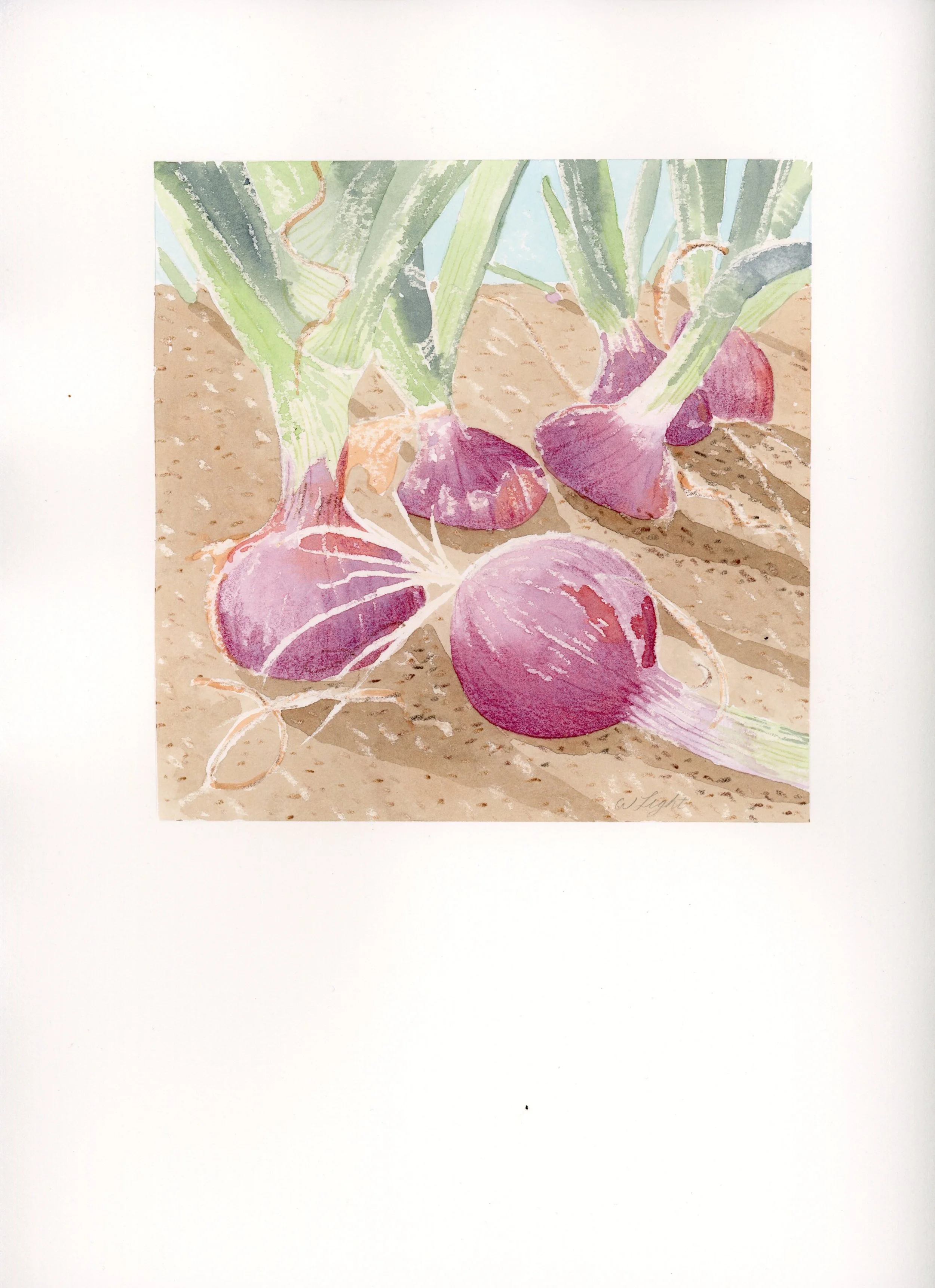 onions_6x6_paper.jpg