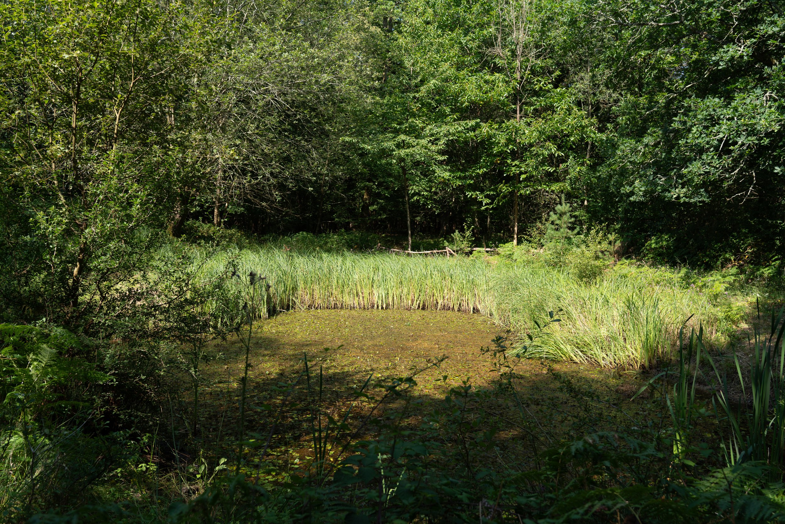 260710_EngInTheWoods-09449.jpg