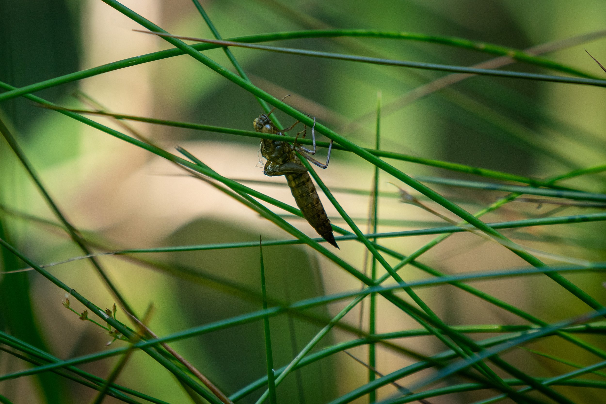260711_EngInTheWoods-00762.jpg