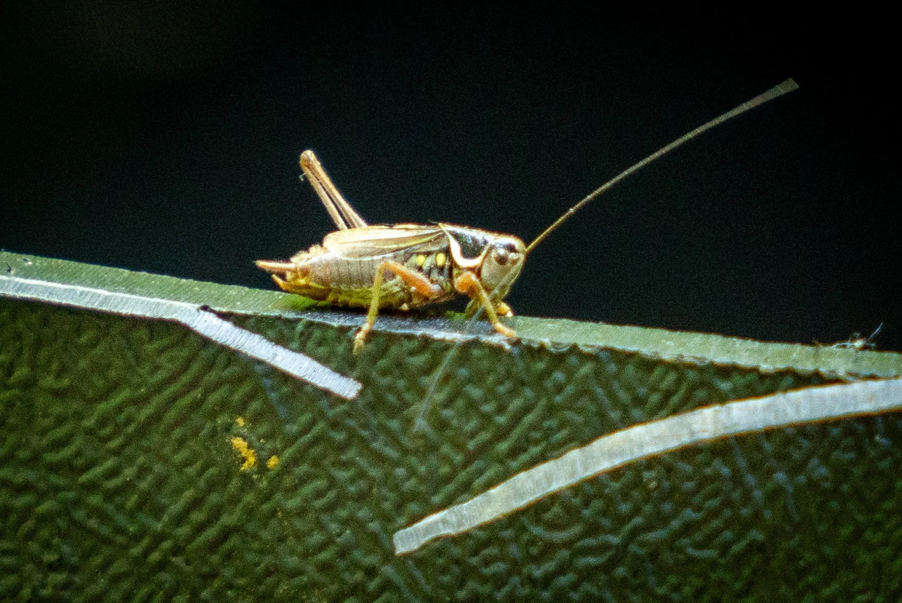 260710_EngInTheWoods-00214.jpg