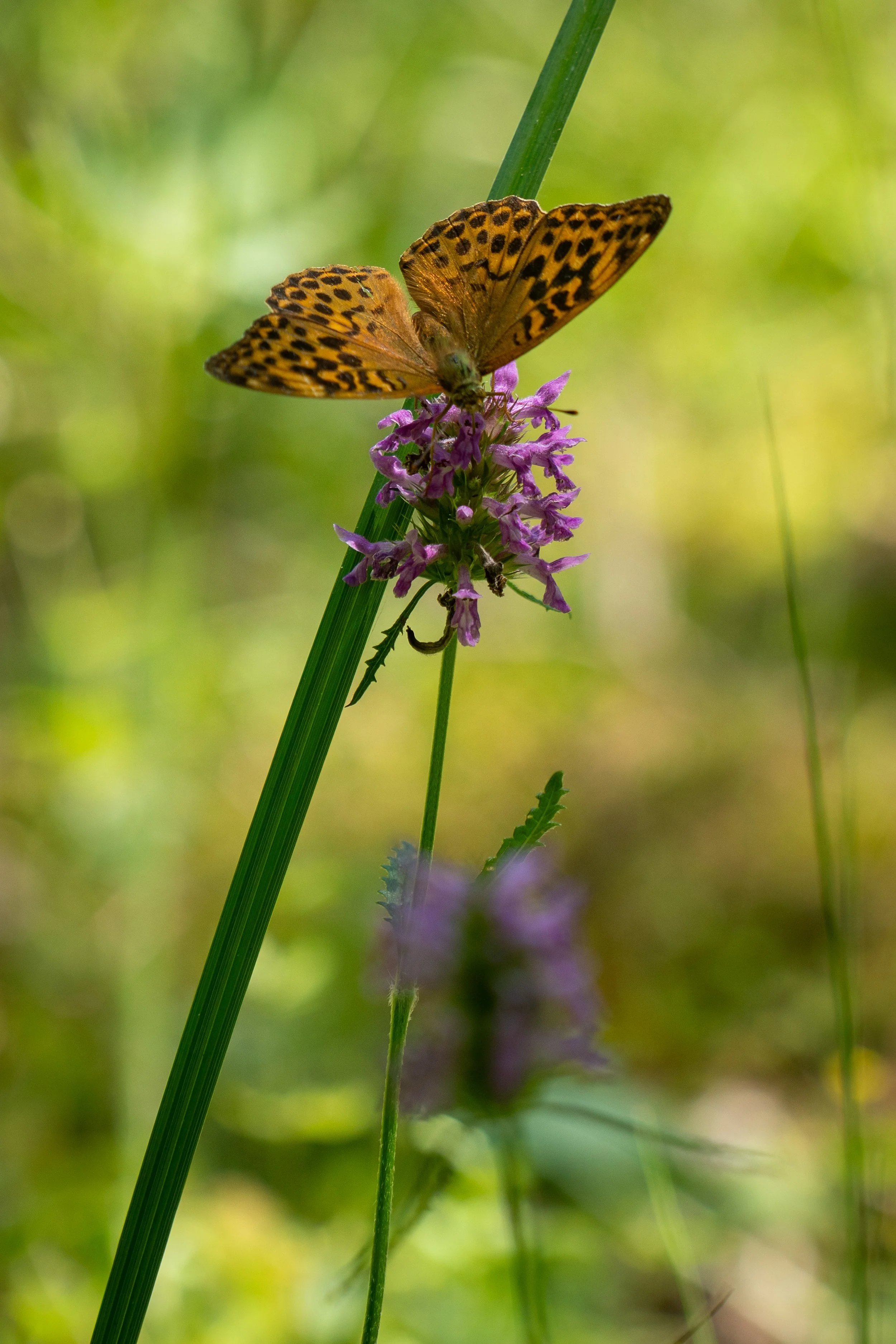260711_EngInTheWoods-00873.jpg