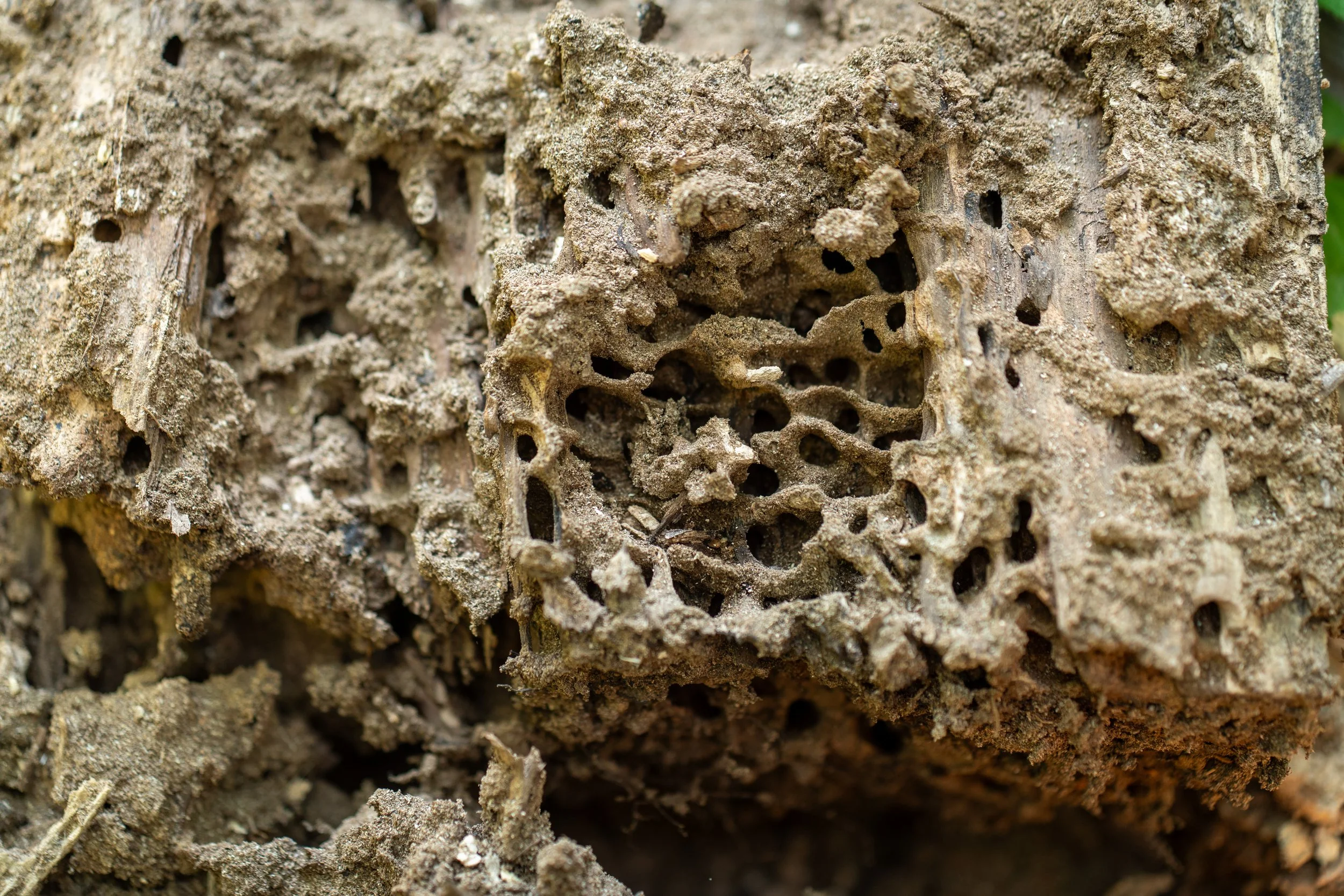 260710_EngInTheWoods-00514.jpg