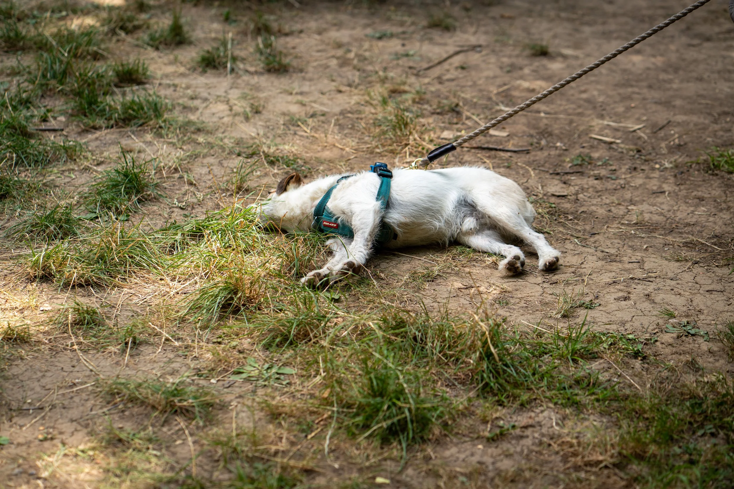 260710_EngInTheWoods-00010.jpg