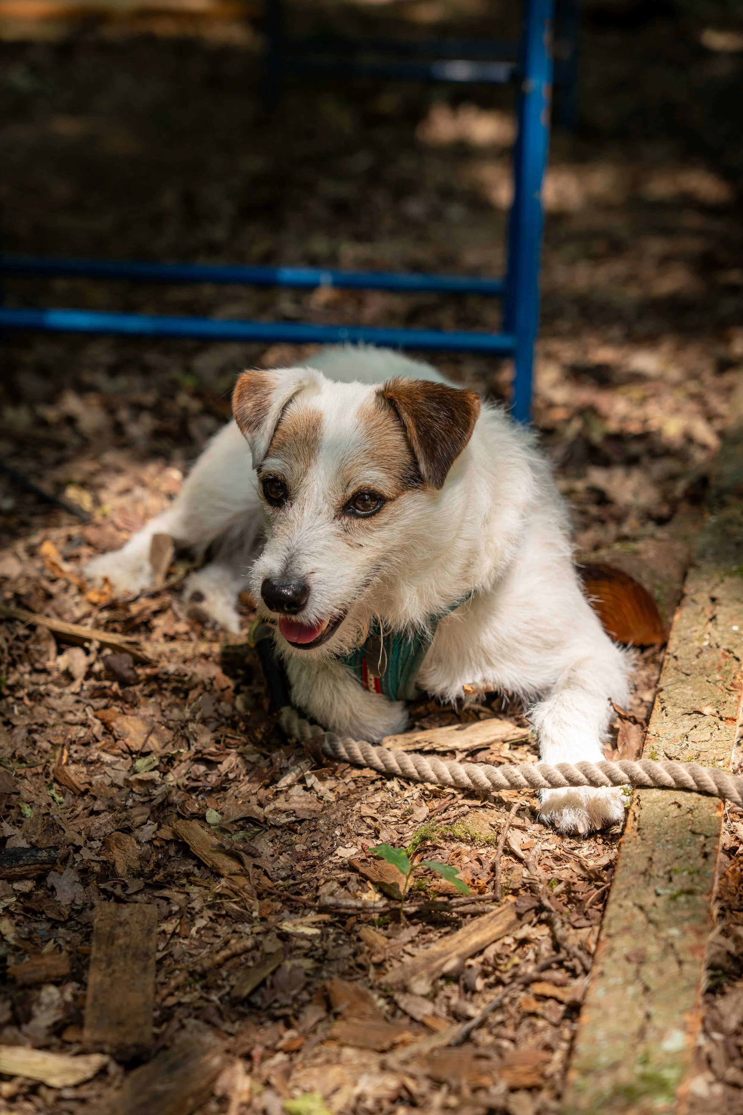 260710_EngInTheWoods-09860.jpg