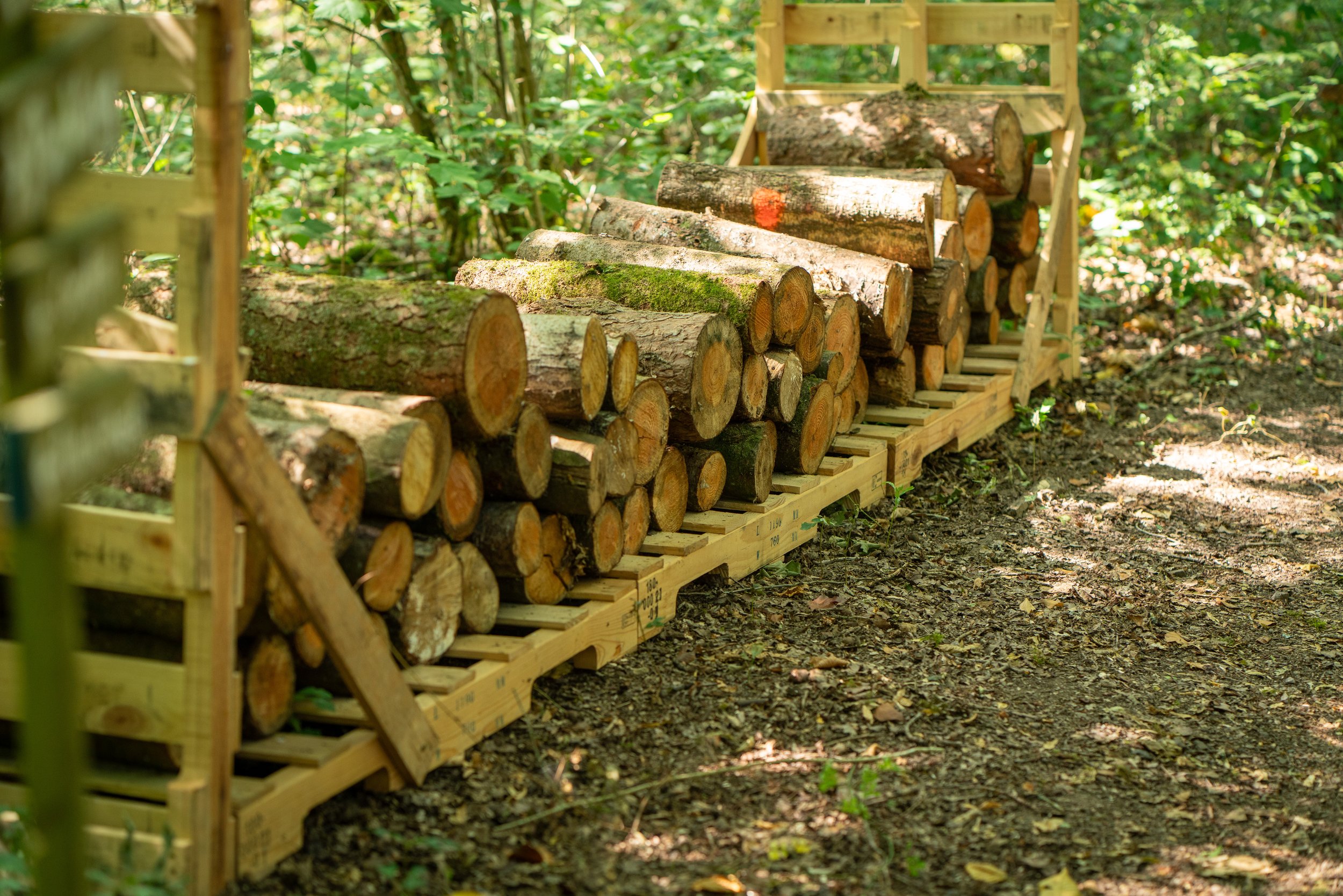 260710_EngInTheWoods-00279.jpg