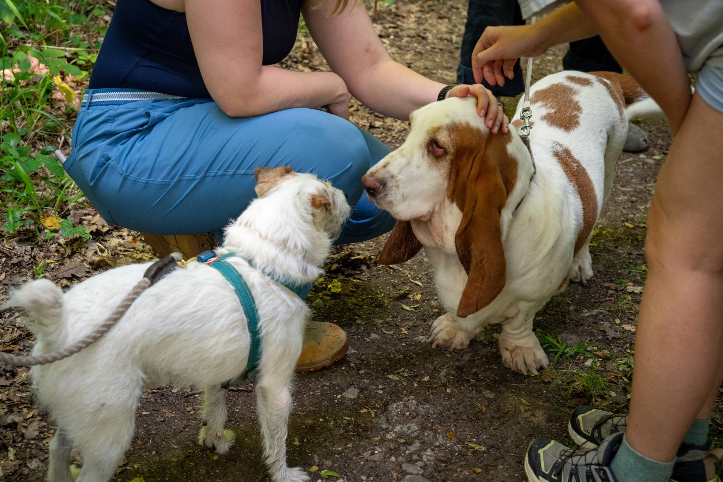 260710_EngInTheWoods-09416.jpg