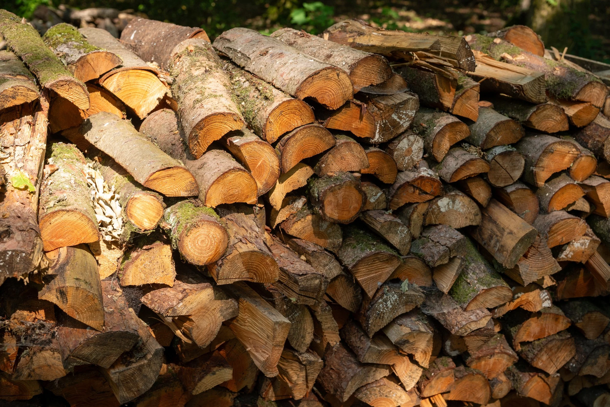 260710_EngInTheWoods-09442.jpg