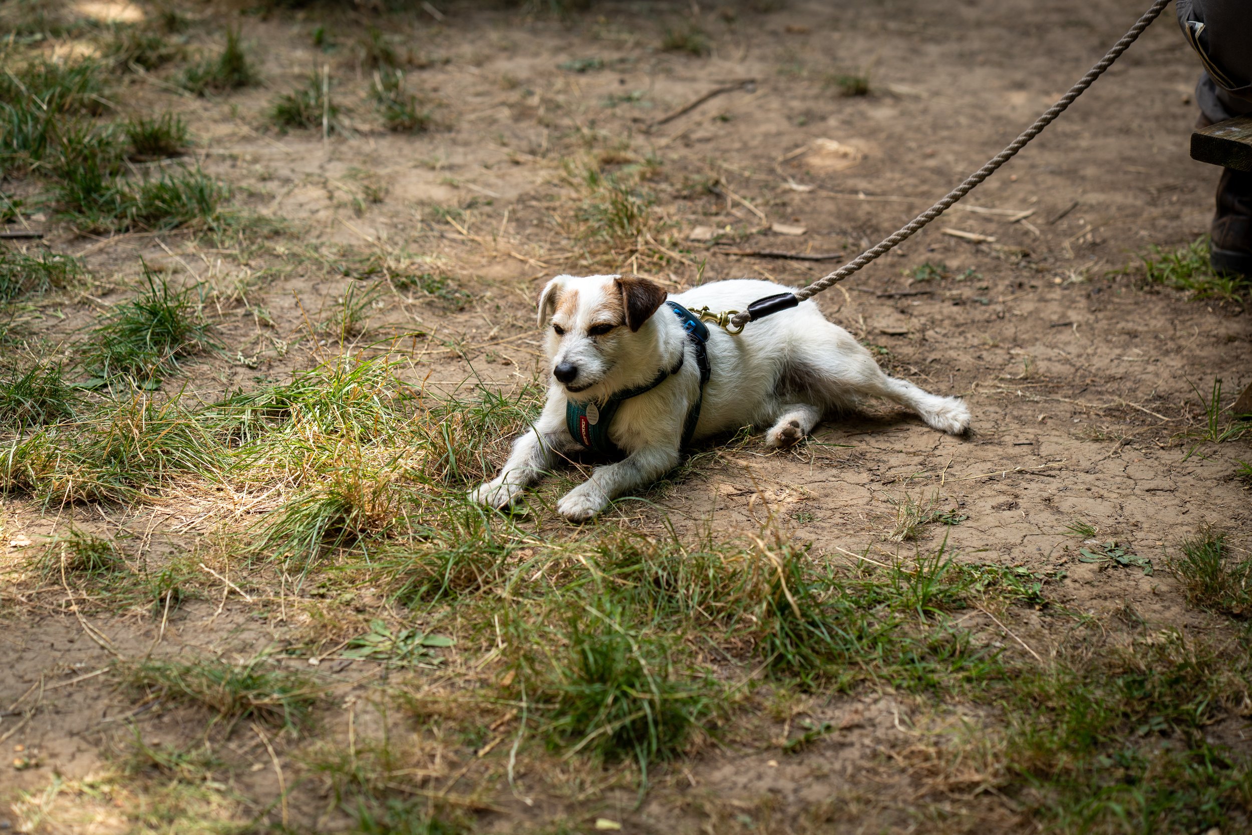 260710_EngInTheWoods-00009.jpg