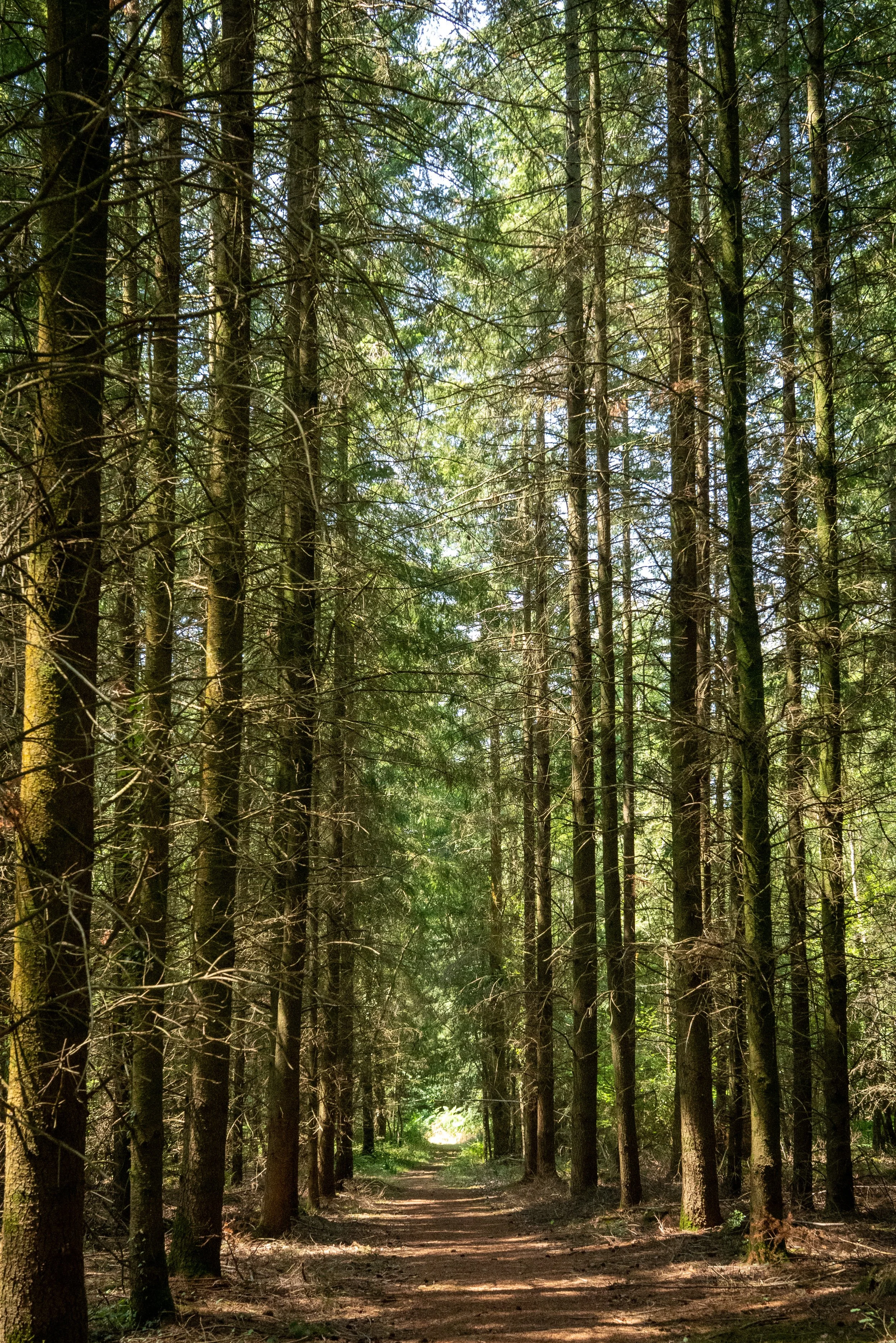 260710_EngInTheWoods-09627.jpg