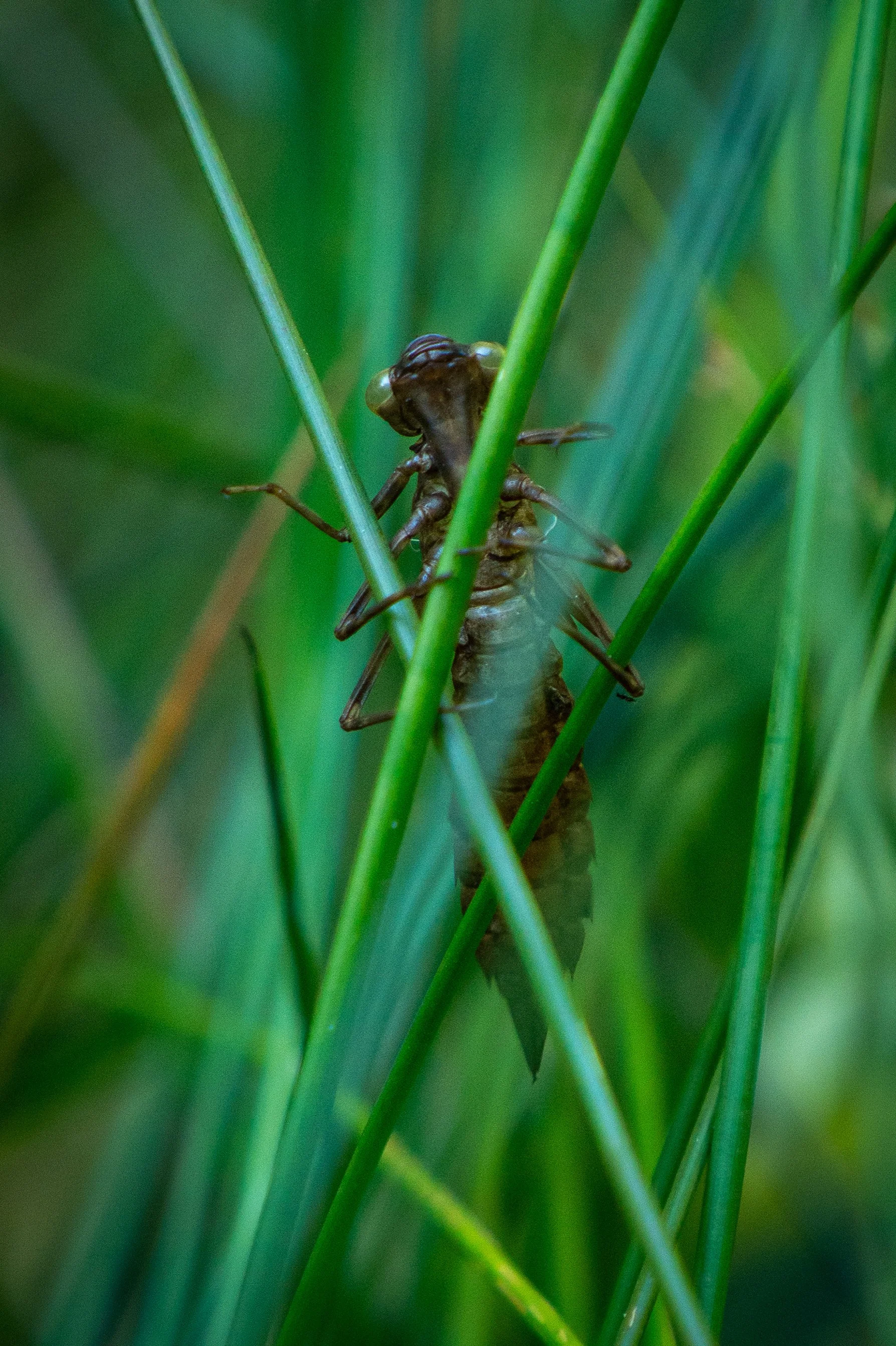 260711_EngInTheWoods-00757.jpg