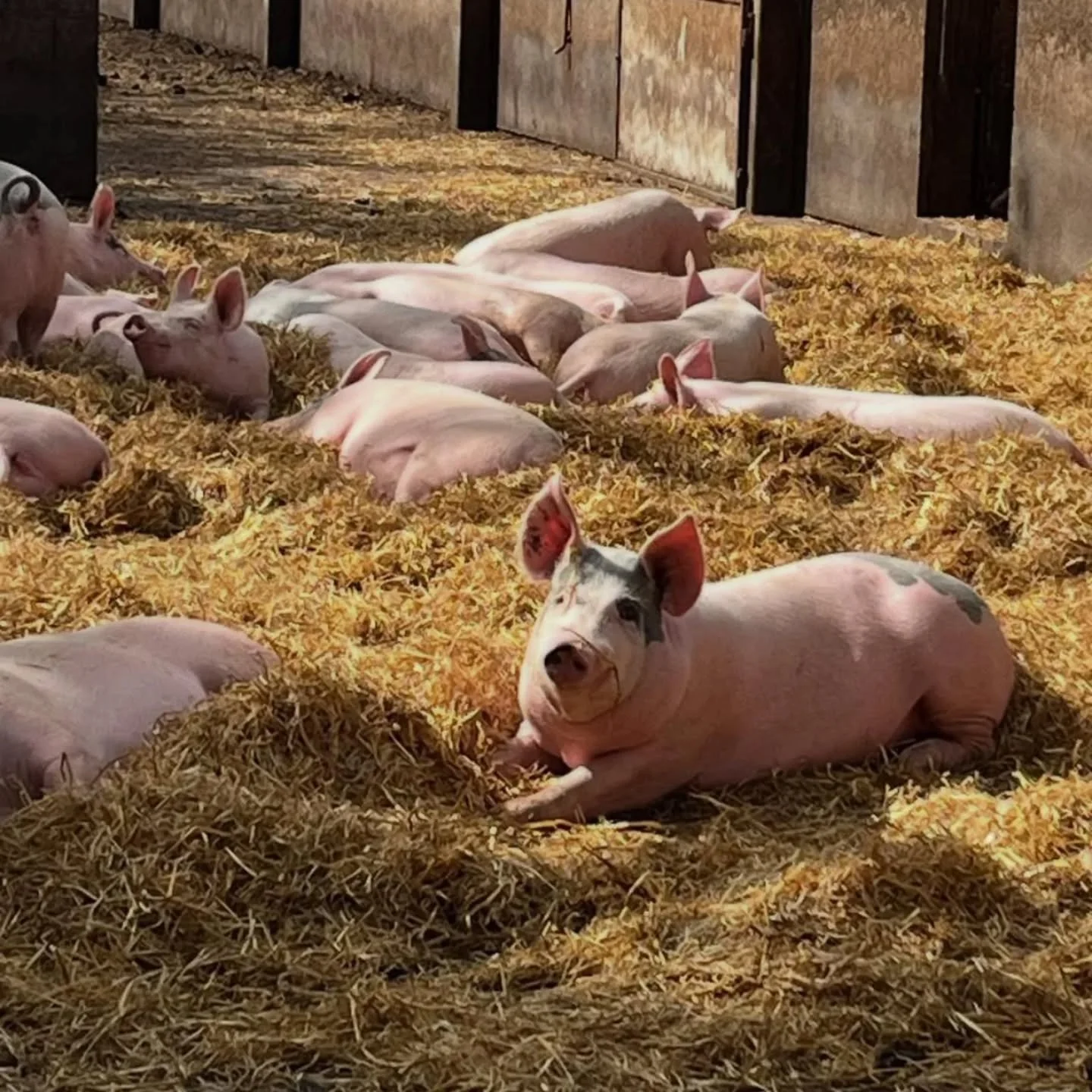 Ni har v&auml;l inte missat att vi fr&aring;n i v&aring;ras har en del fl&auml;skk&ouml;tt i v&aring;rt sortiment! 🐷

V&aring;rt fl&auml;skk&ouml;tt kommer fr&aring;n @hkoc.se och @rosersbergsgard och s&aring; h&auml;r bra har deras grisar.🥰
👌 

V