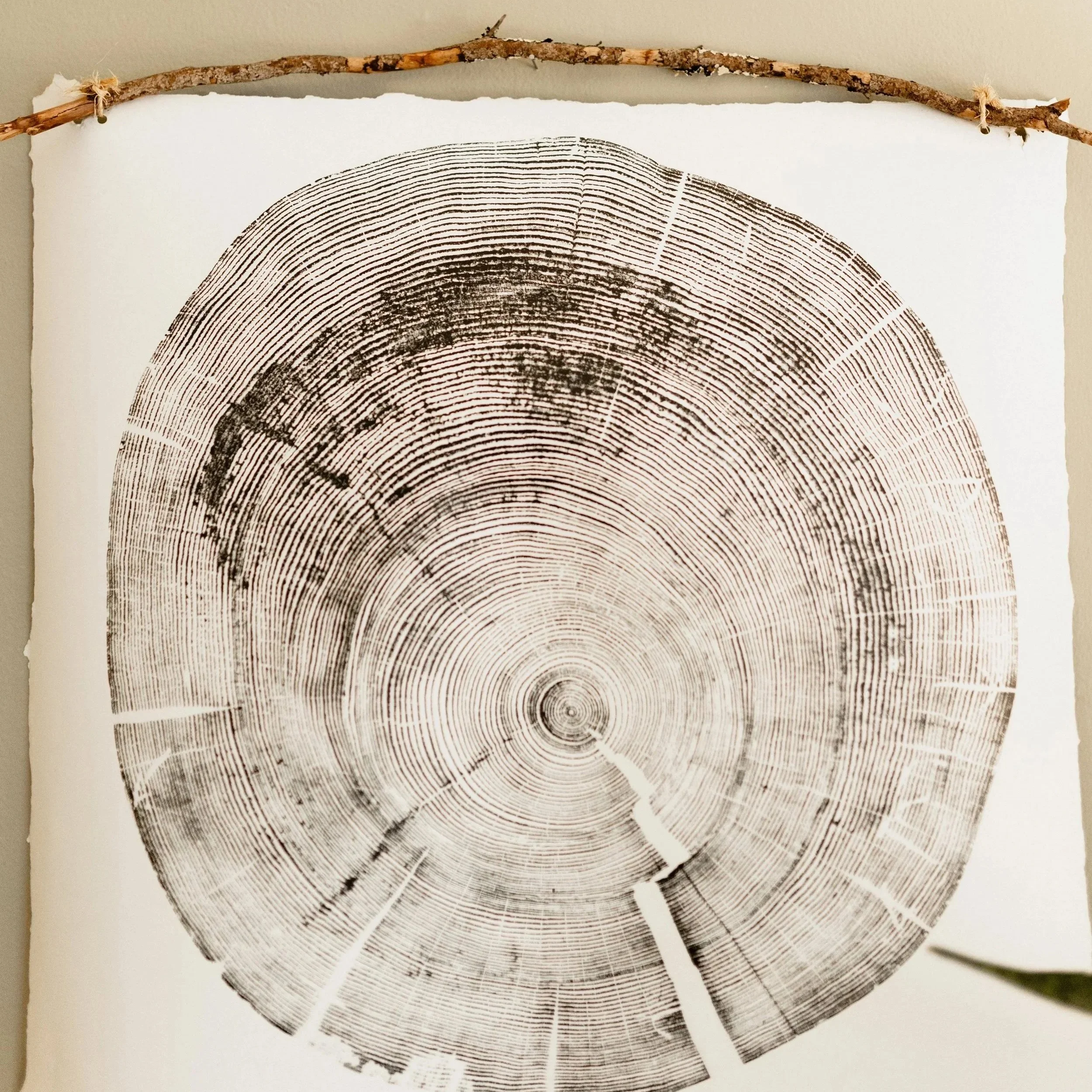 Close-up of a circular cross-section of a tree trunk showing growth rings, mounted on a wall with a twig attached at the top.