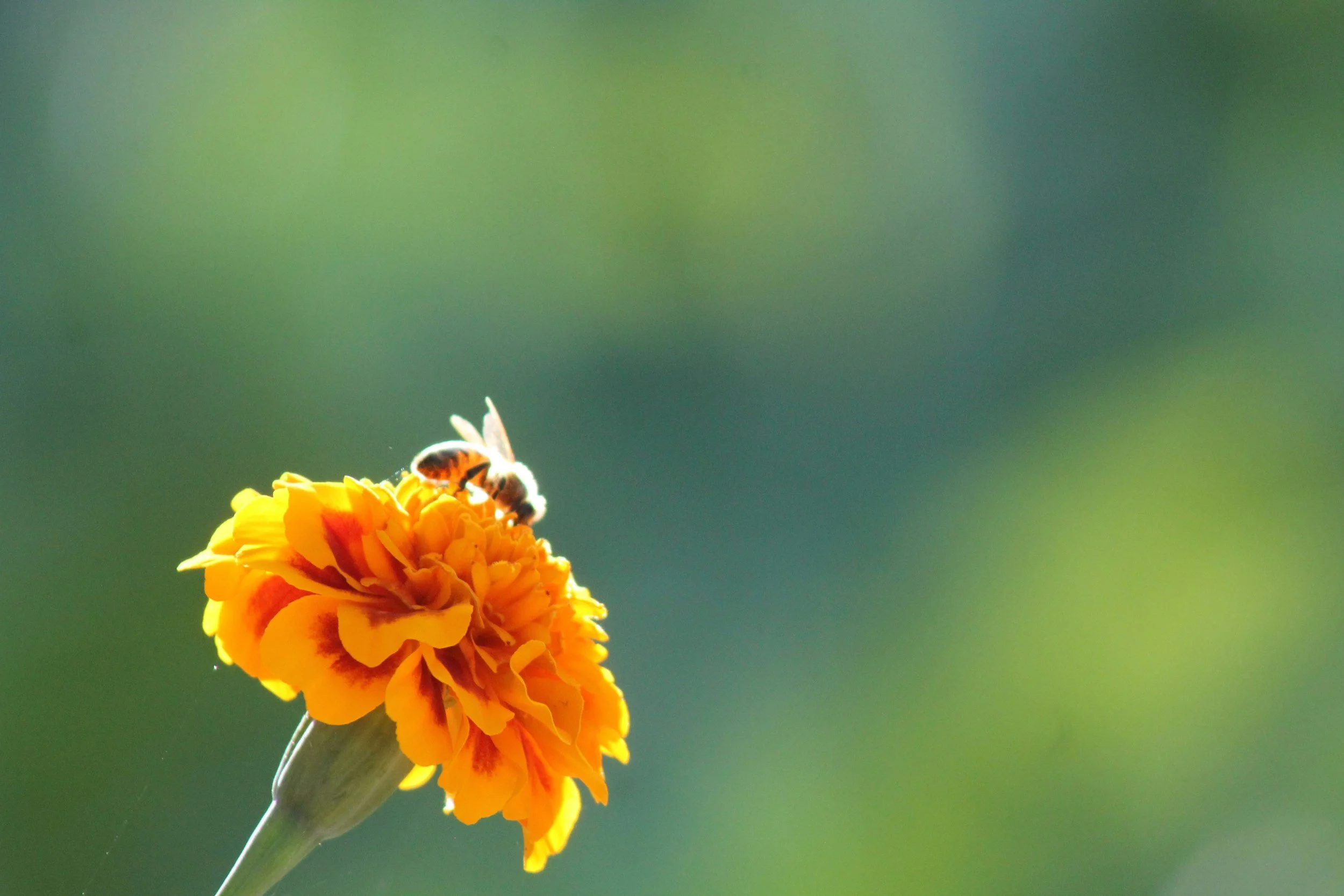 bee mindfully on a marigold