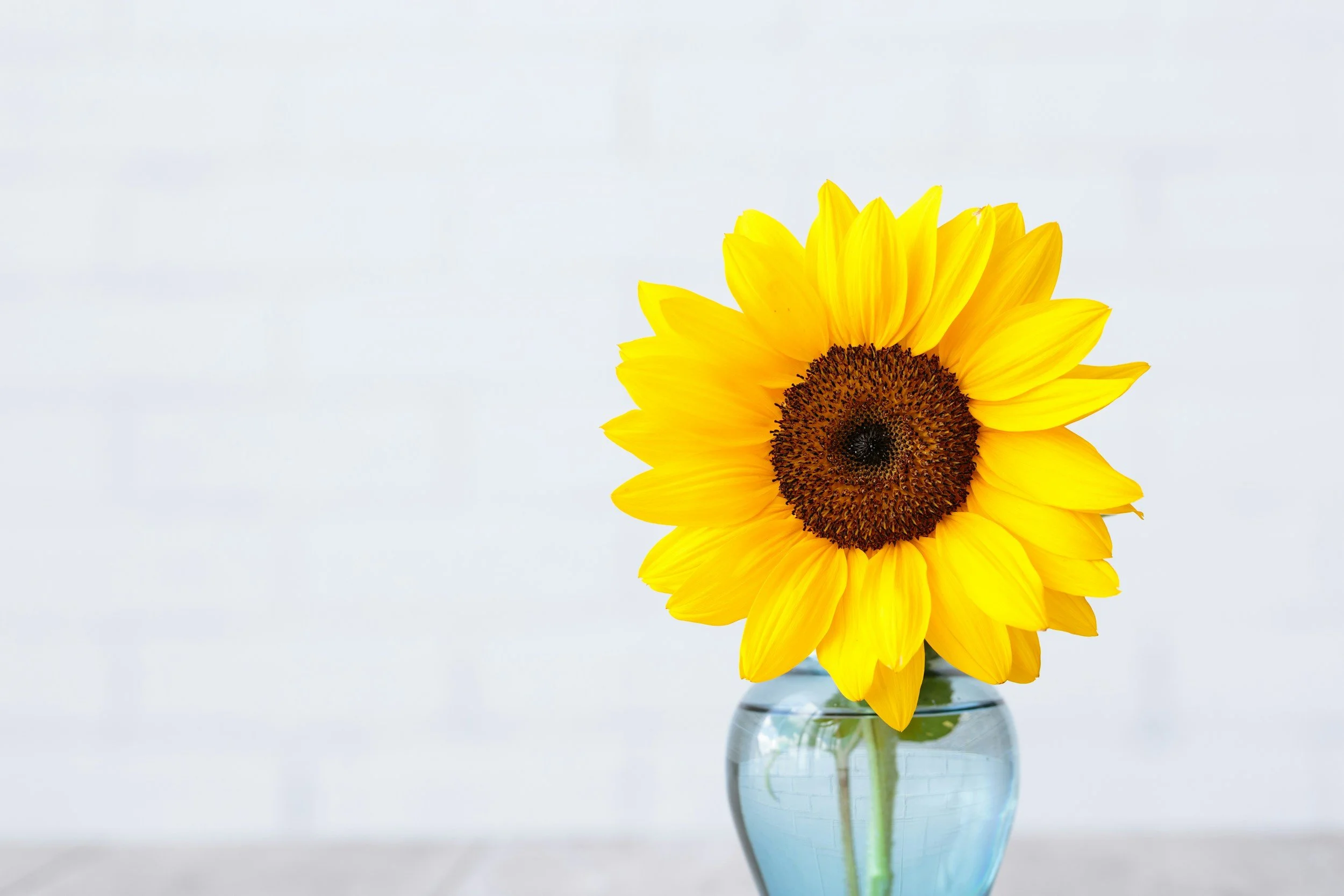 bright sunflower