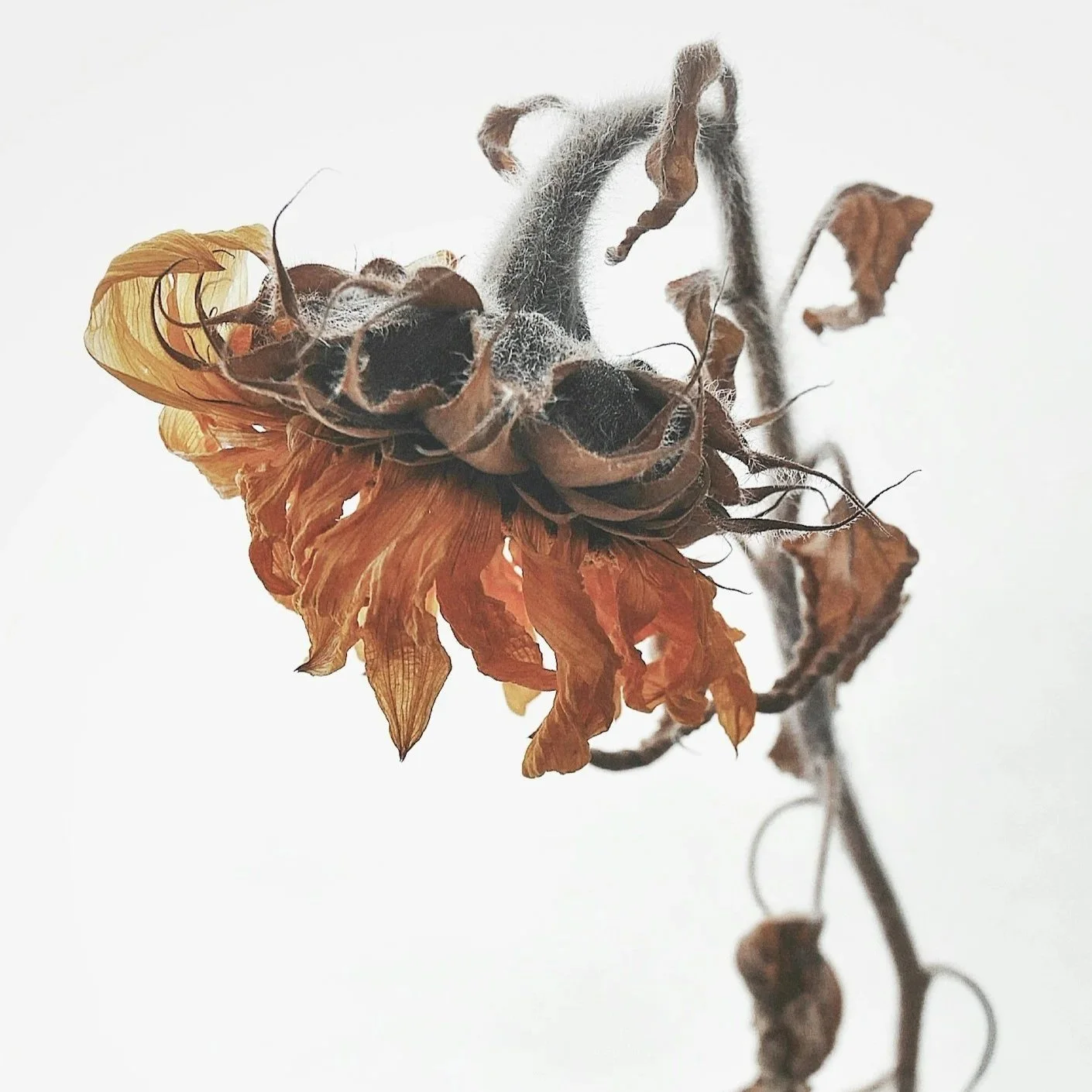 dying sunflower