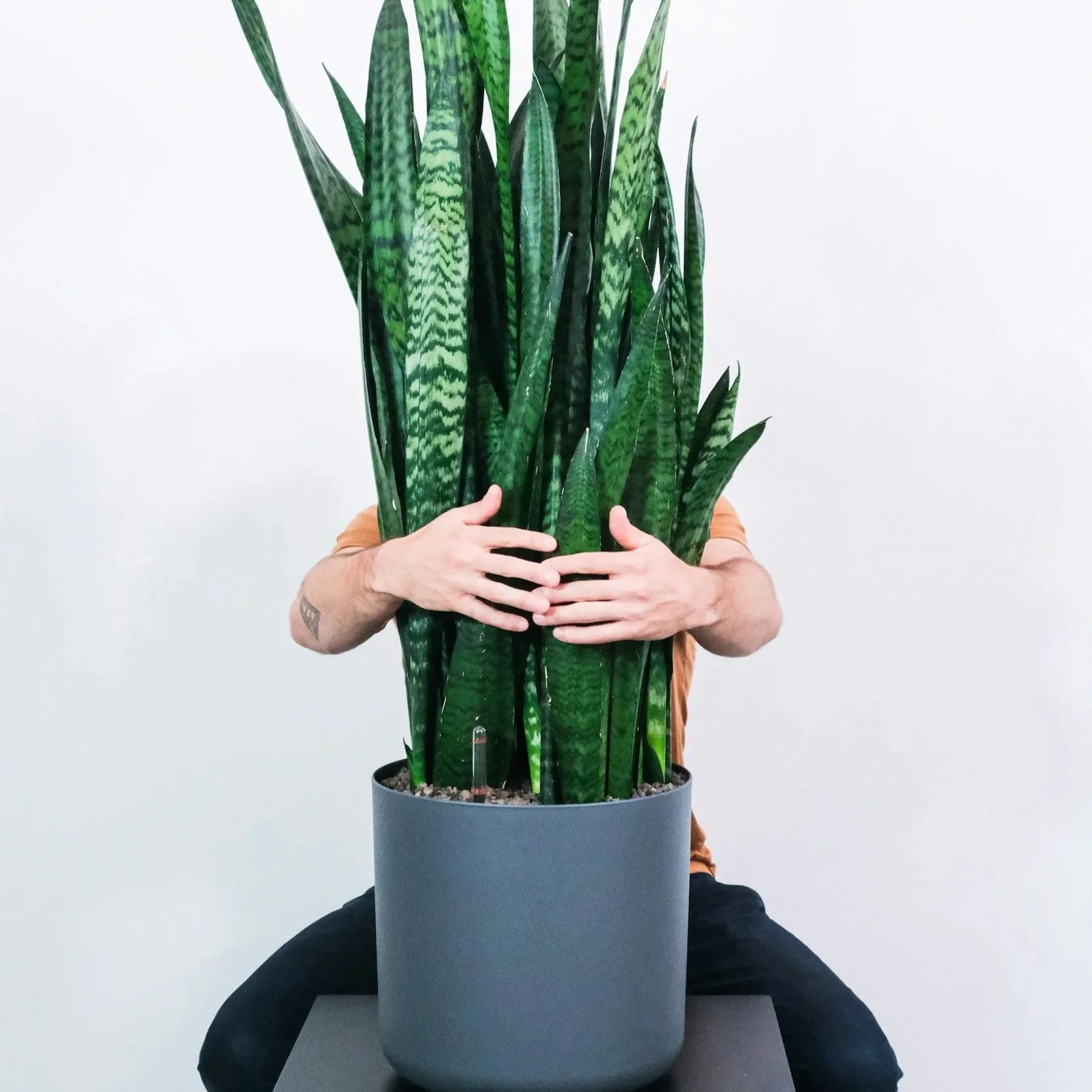 arms wrapped around a spider plant