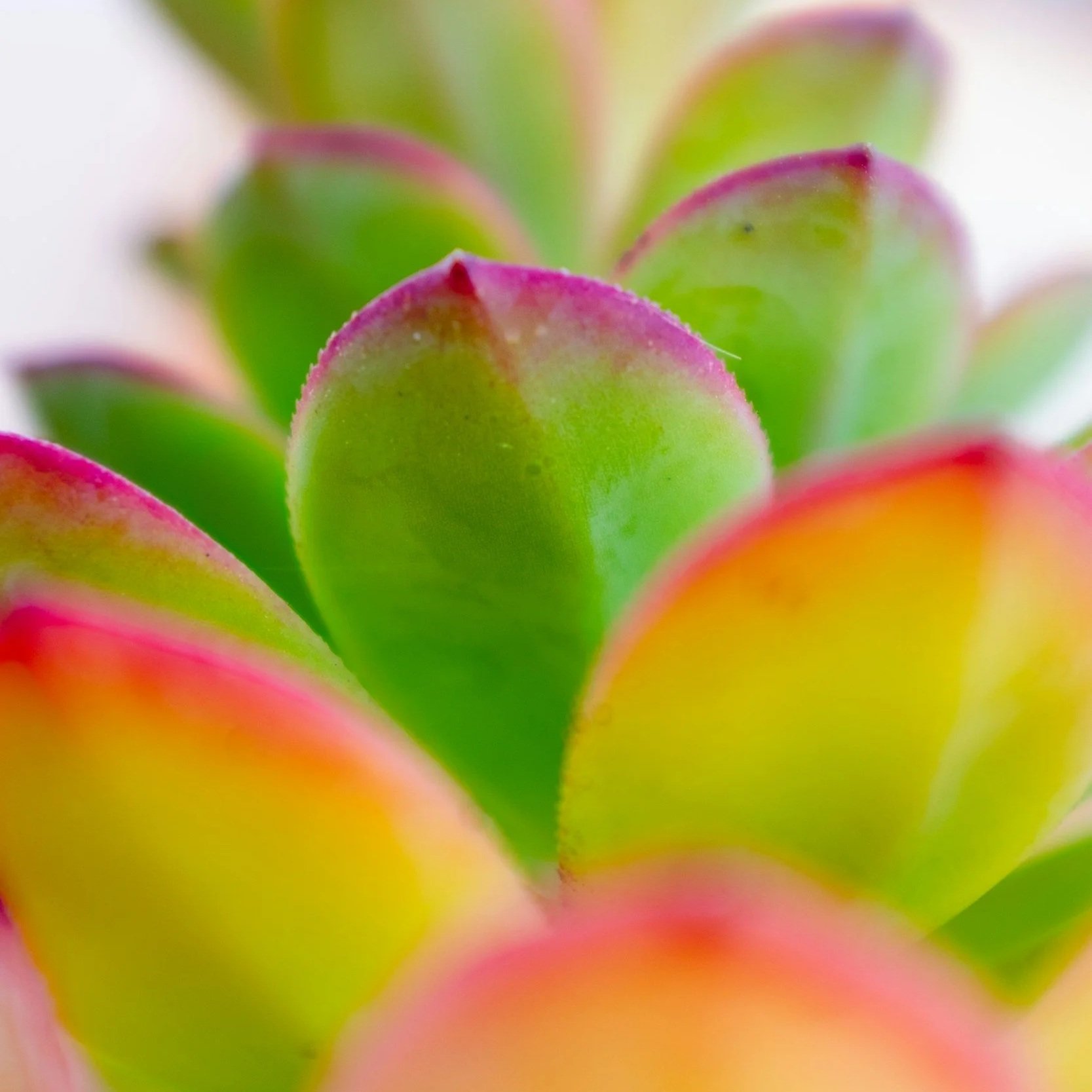 bright colorful succulent