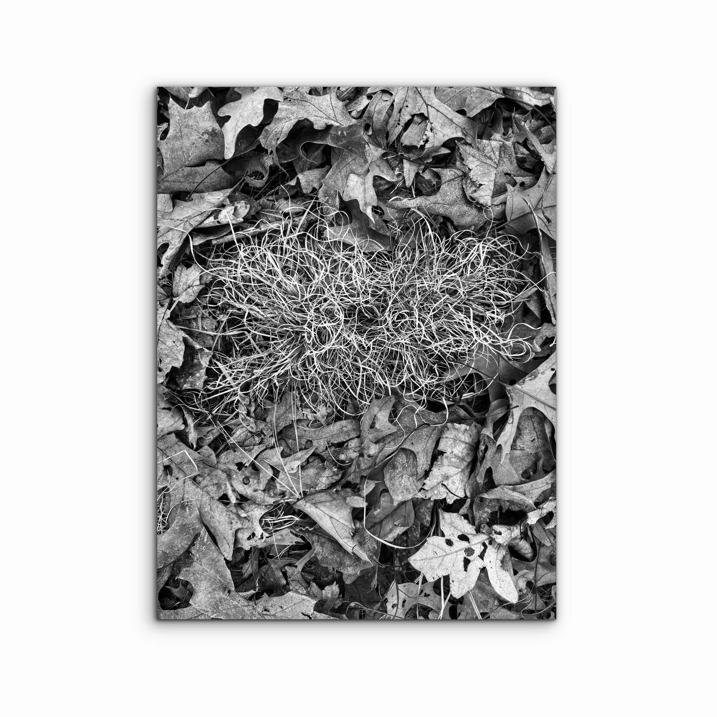 Oak Openings II | Ohio