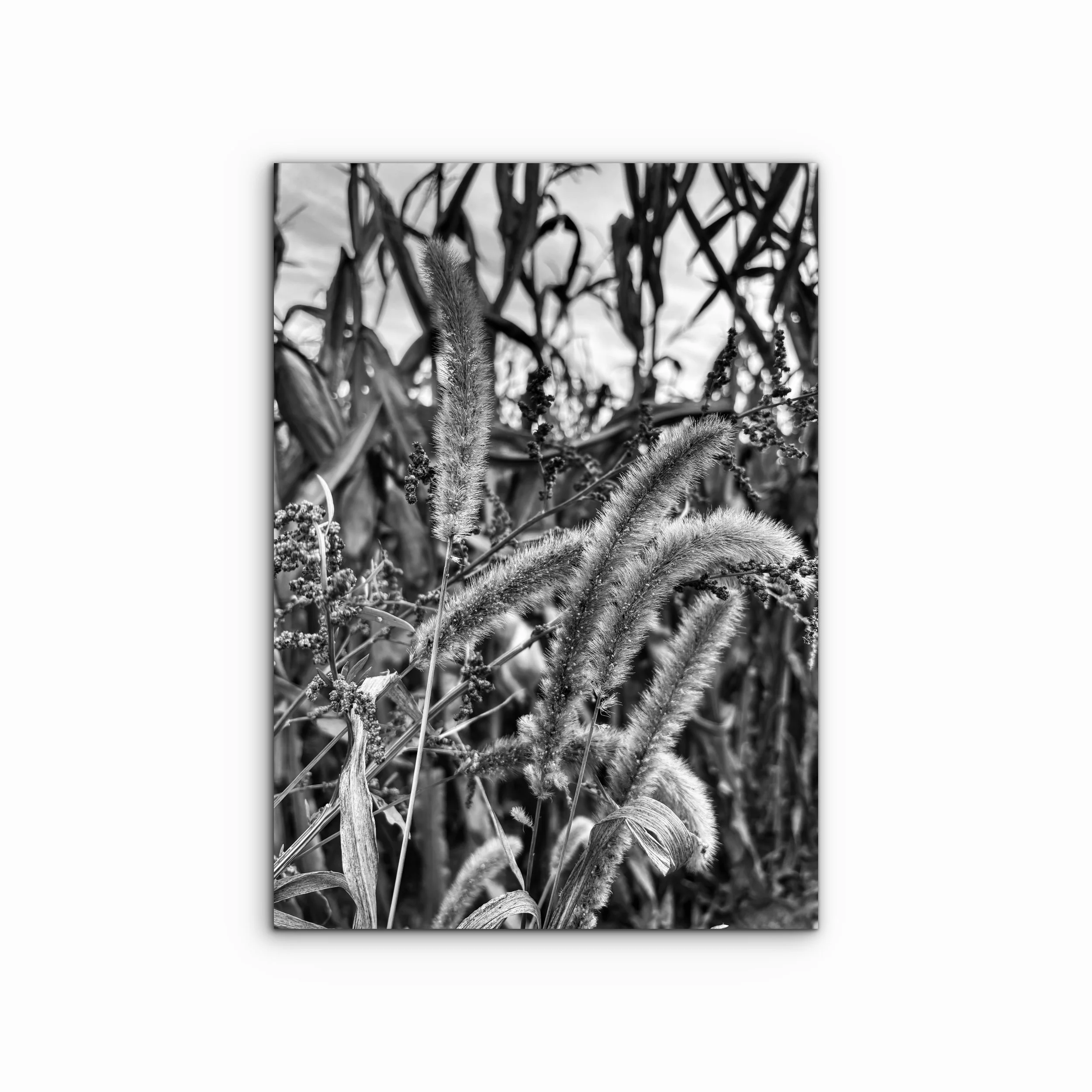 Childhood III | Ohio