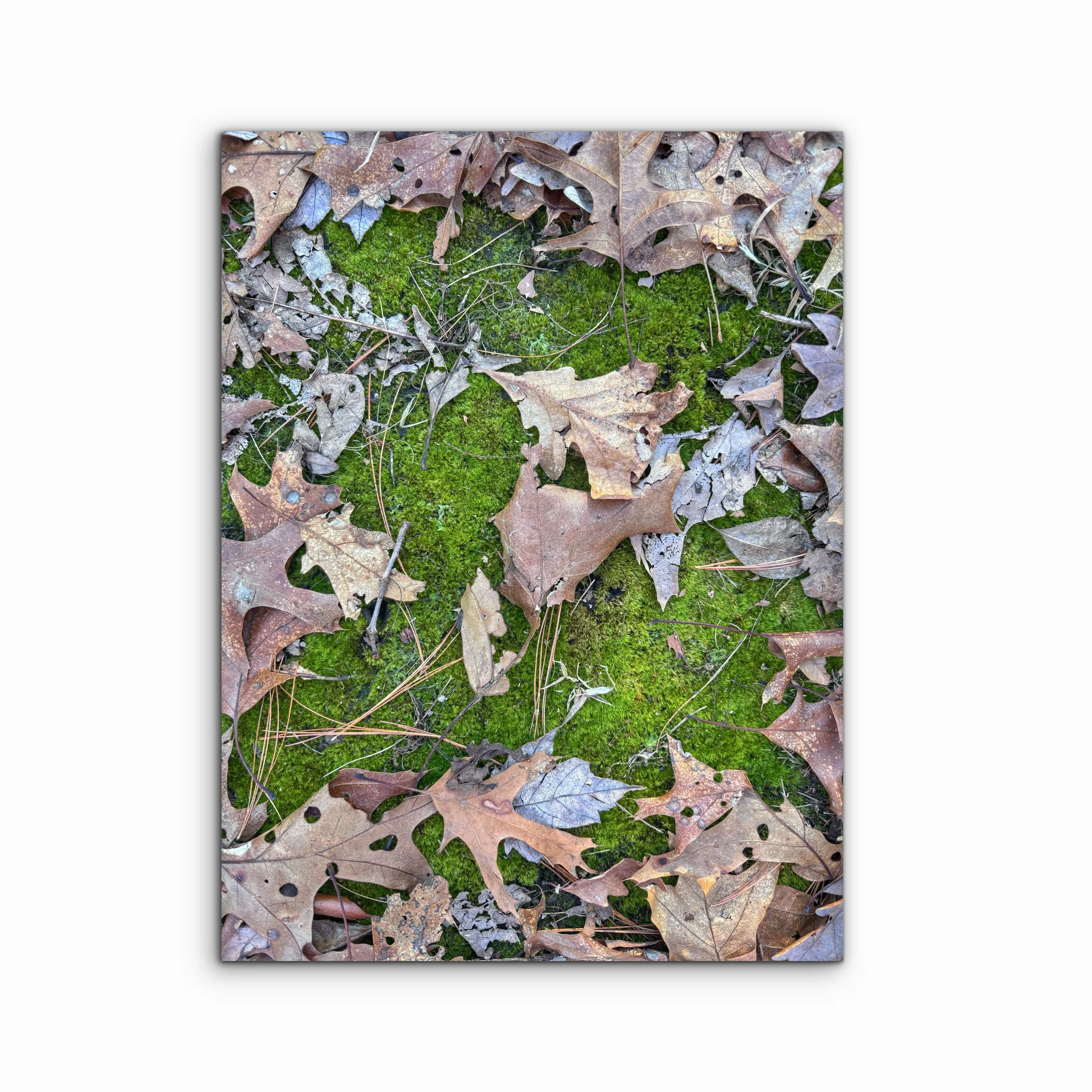 Oak Openings I | Ohio