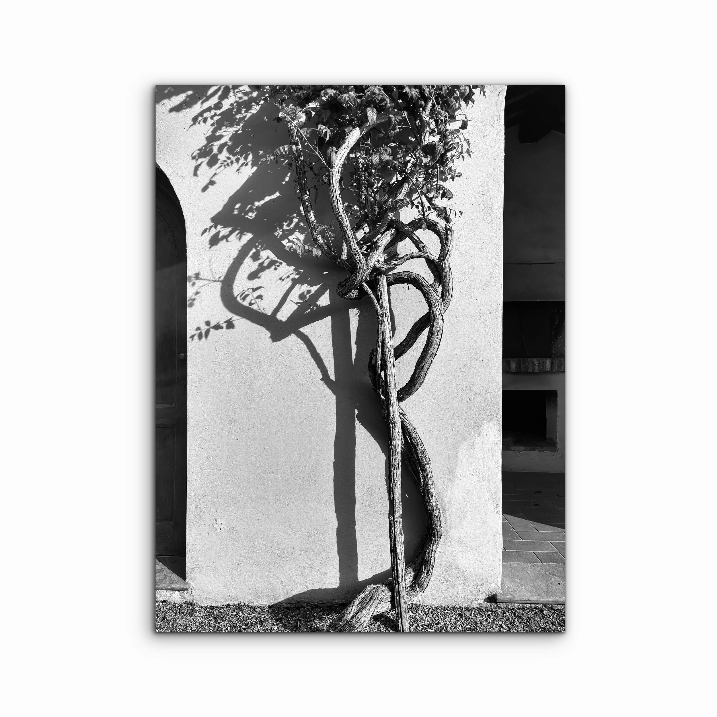 The Olive Tree | Tuscany