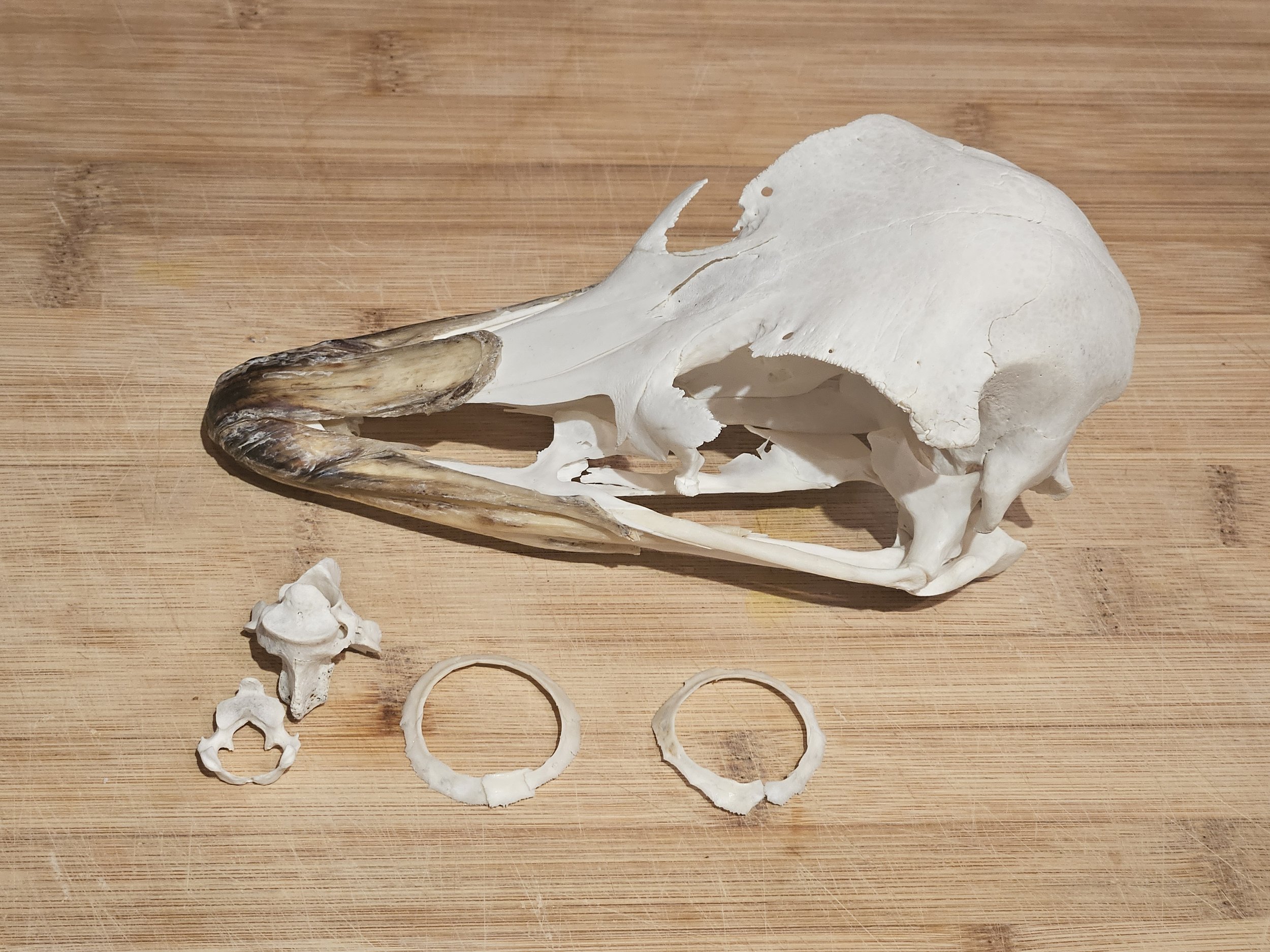 Bare Bones Solutions — Bone Degreaser