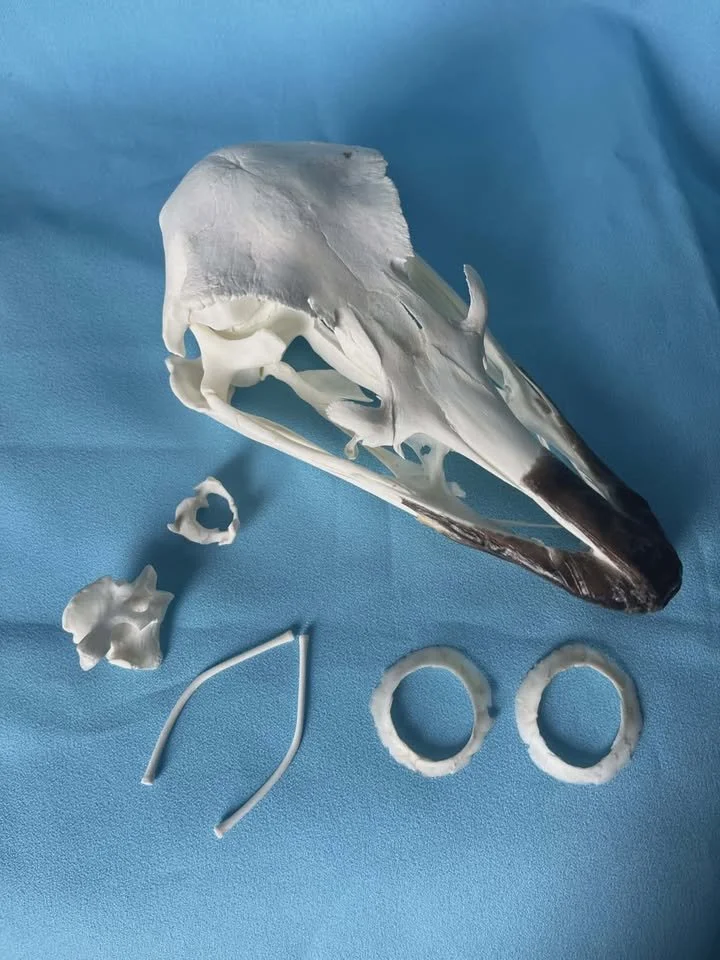 Ostrich Skull
