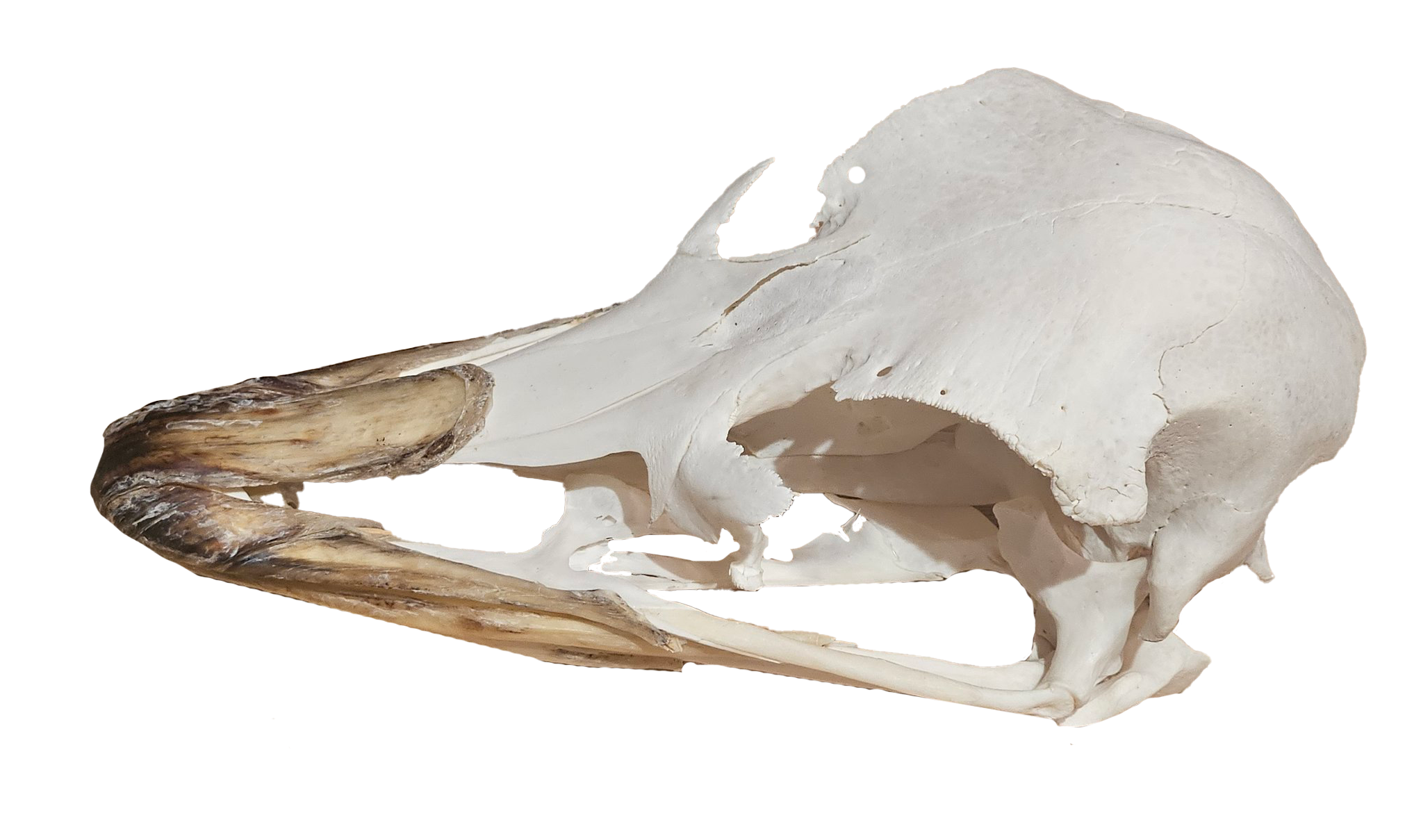 Bare Bones Solutions — Bone Degreaser