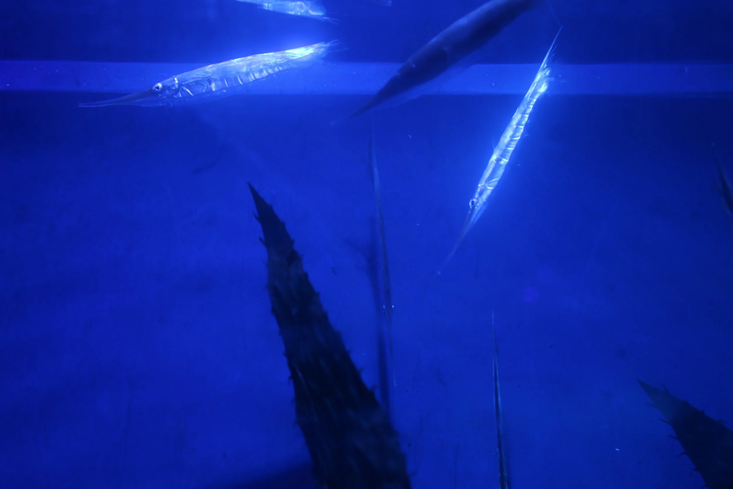IMG_5813.jpeg