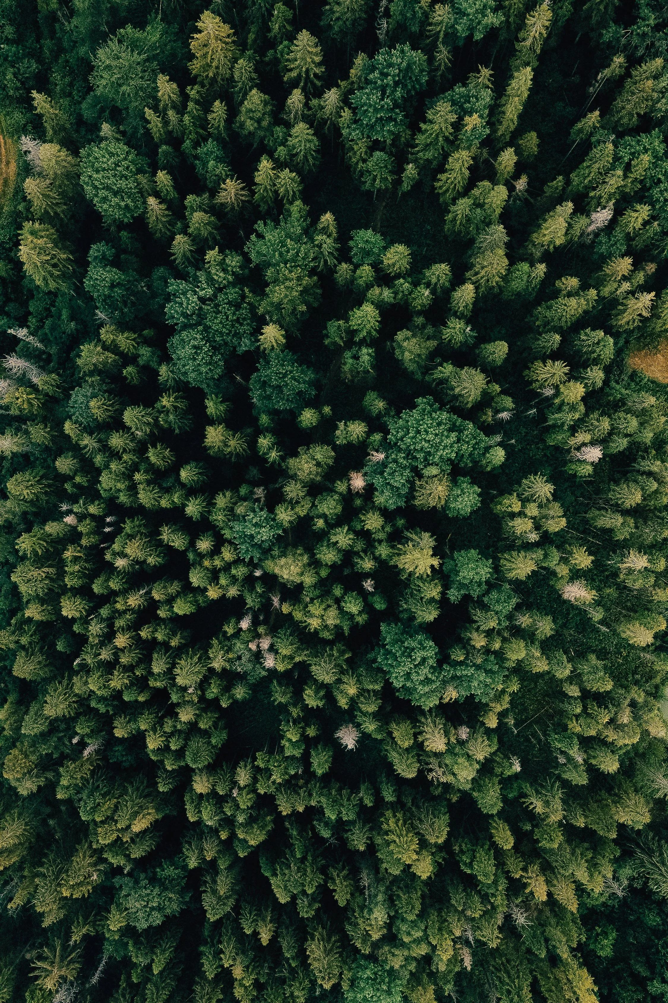 pexels-olenkabohovyk-5345029.jpg