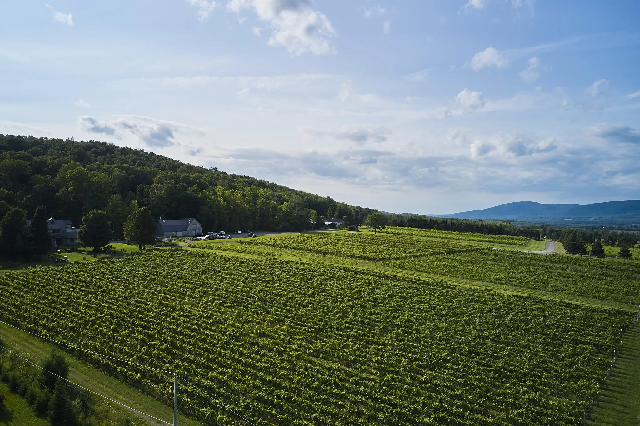 Vignoble avec rangées de vignes, maison et forêt en arrière-plan, sous un ciel bleu avec quelques nuages.