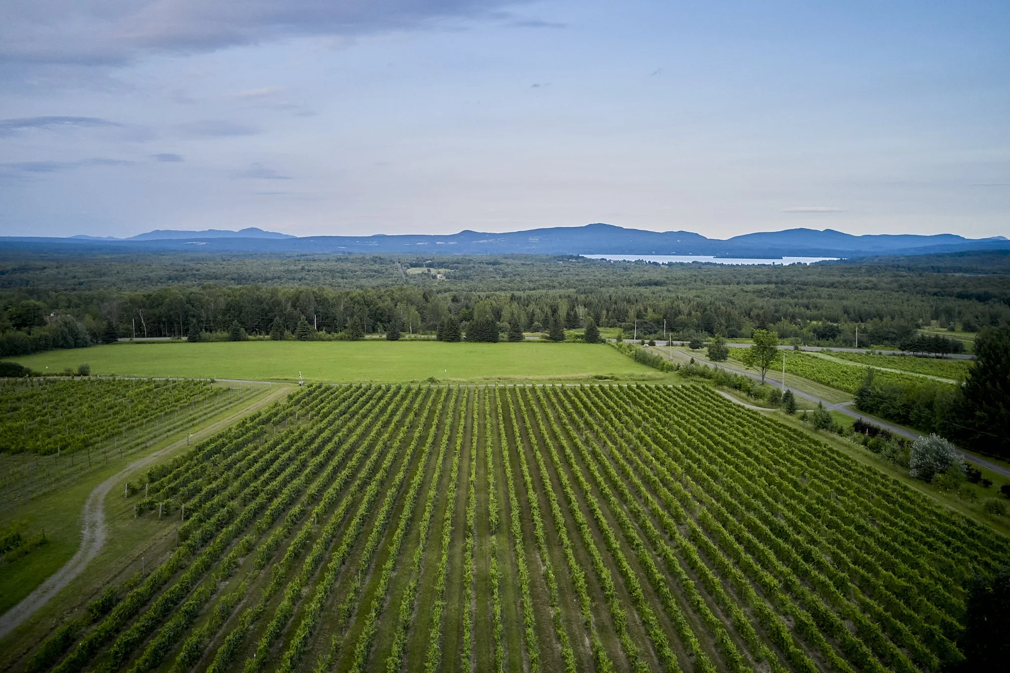 Vignoble avec rangées de vignes, arbre, route et forêt en arrière-plan, avec montagnes et lac sous ciel nuageux.