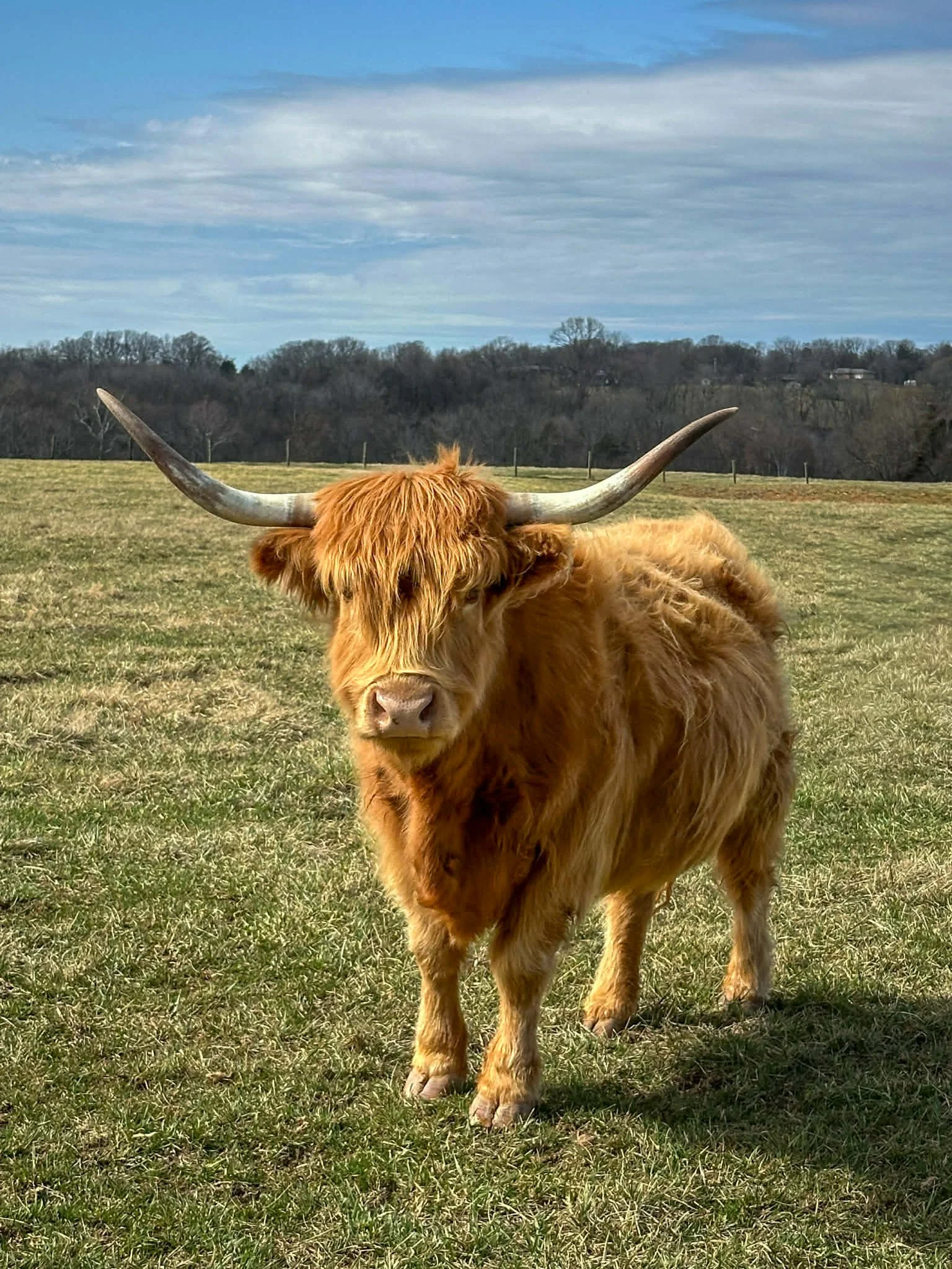 A Highland cow with long, curved horns and reddish-brown fur standing outdoors with a wooden fence and another cow in the background.