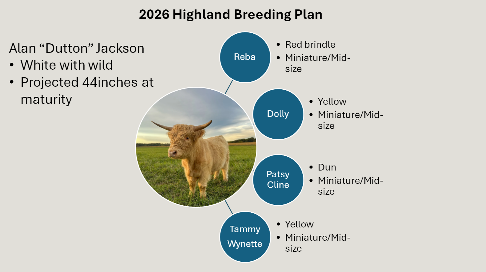 A graphic showing the 2026 Highland Breeding Plan for a white Highland cow with the name Alan 'Dutton' Jackson and a picture of the cow in a field. The plan includes four Highland cattle breeds: Reba, Dolly, Patsy Cline, and Tammy Wynette. Reba is a red brindle, miniature/mid-size breed; Dolly is yellow, miniature/mid-size; Patsy Cline is dun, miniature/mid-size; Tammy Wynette is yellow, miniature/mid-size.