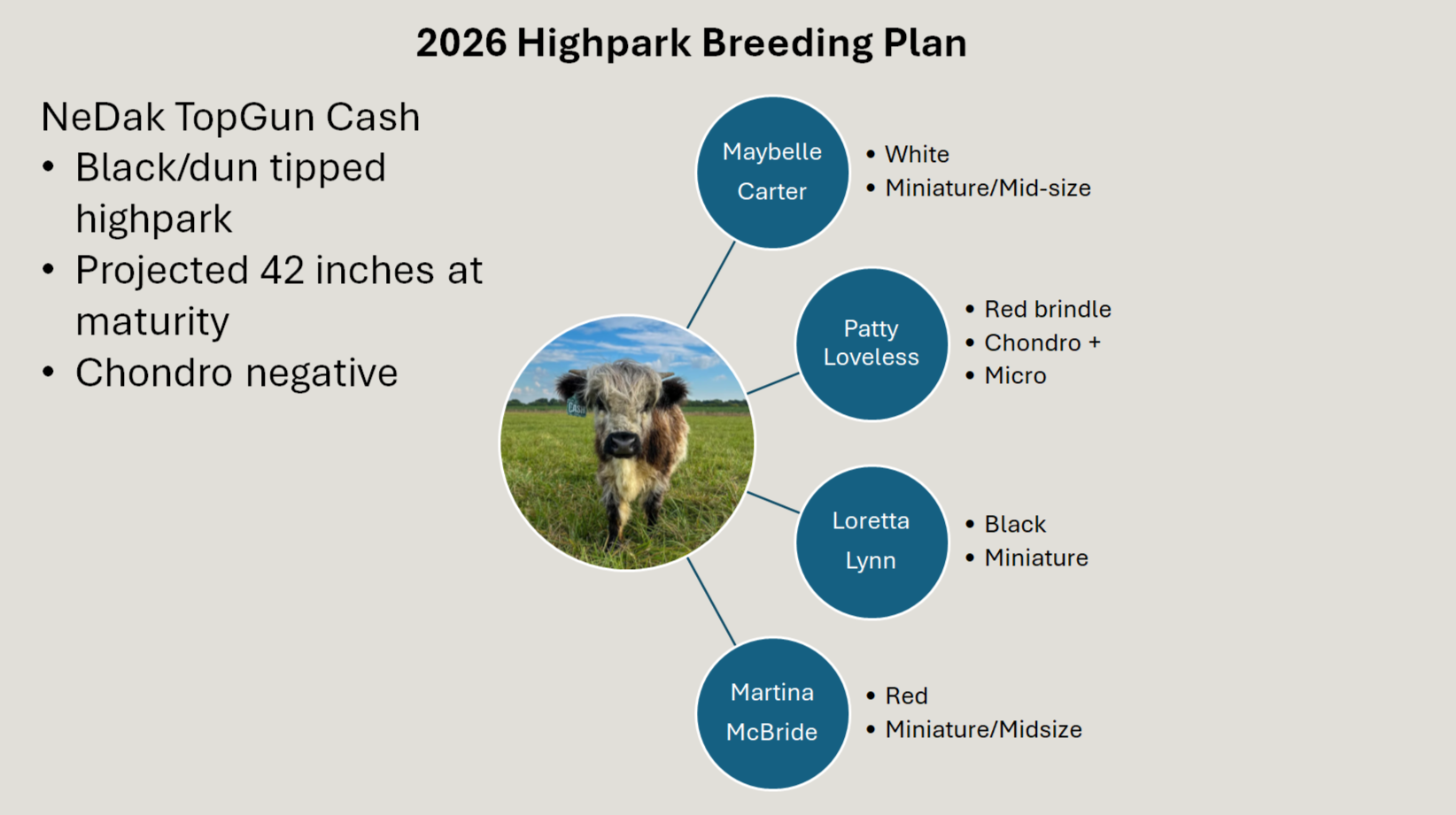 A chart titled '2026 Highpark Breeding Plan' with a photo of a cow in a field in the center. To the left, notes about NeDak TopGun Cash, a black/dun tipped highpark that is projected to be 42 inches at maturity and Chondro negative. To the right, four circles with the names of cows and details. The top circle reads 'Maybelle Carter' with notes 'White' and 'Miniature/Mid-size'. The second circle reads 'Patty Loveless' with notes 'Red brindle', 'Chondro+', and 'Micro'. The third circle reads 'Loretta Lynn' with notes 'Black' and 'Miniature'. The bottom circle reads 'Martina McBride' with notes 'Red' and 'Miniature/Midsize'.