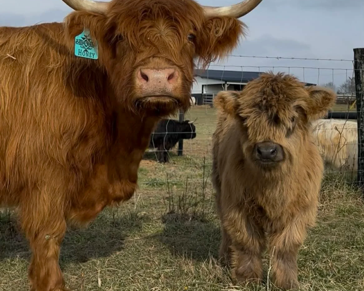 A large Highland cow with a blue ear tag and a small Highland calf standing beside it in a fenced pasture.